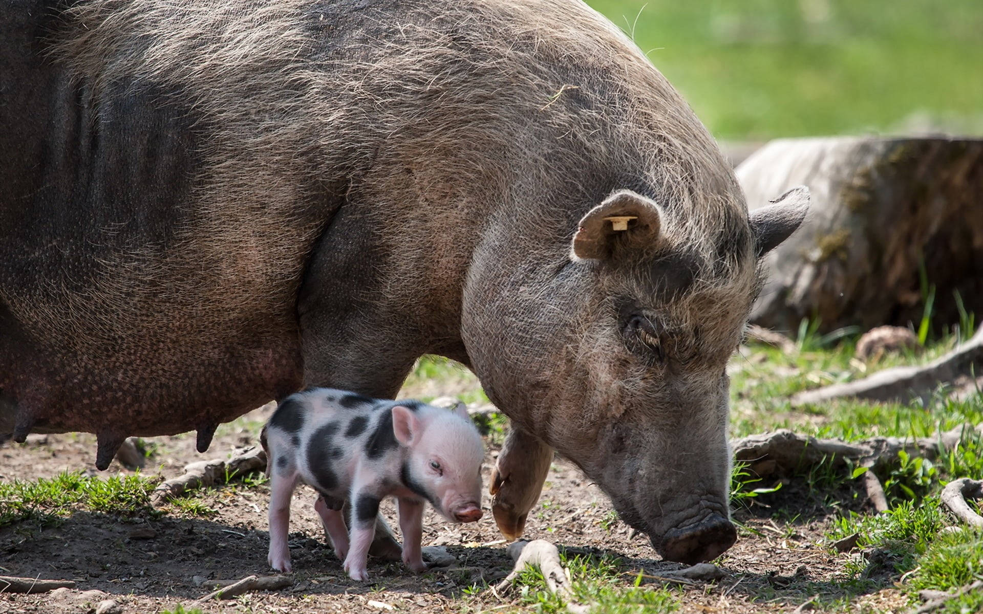 mother wild boar, spotted piglet, sunlit grassy field, Full HD Desktop Wallpaper