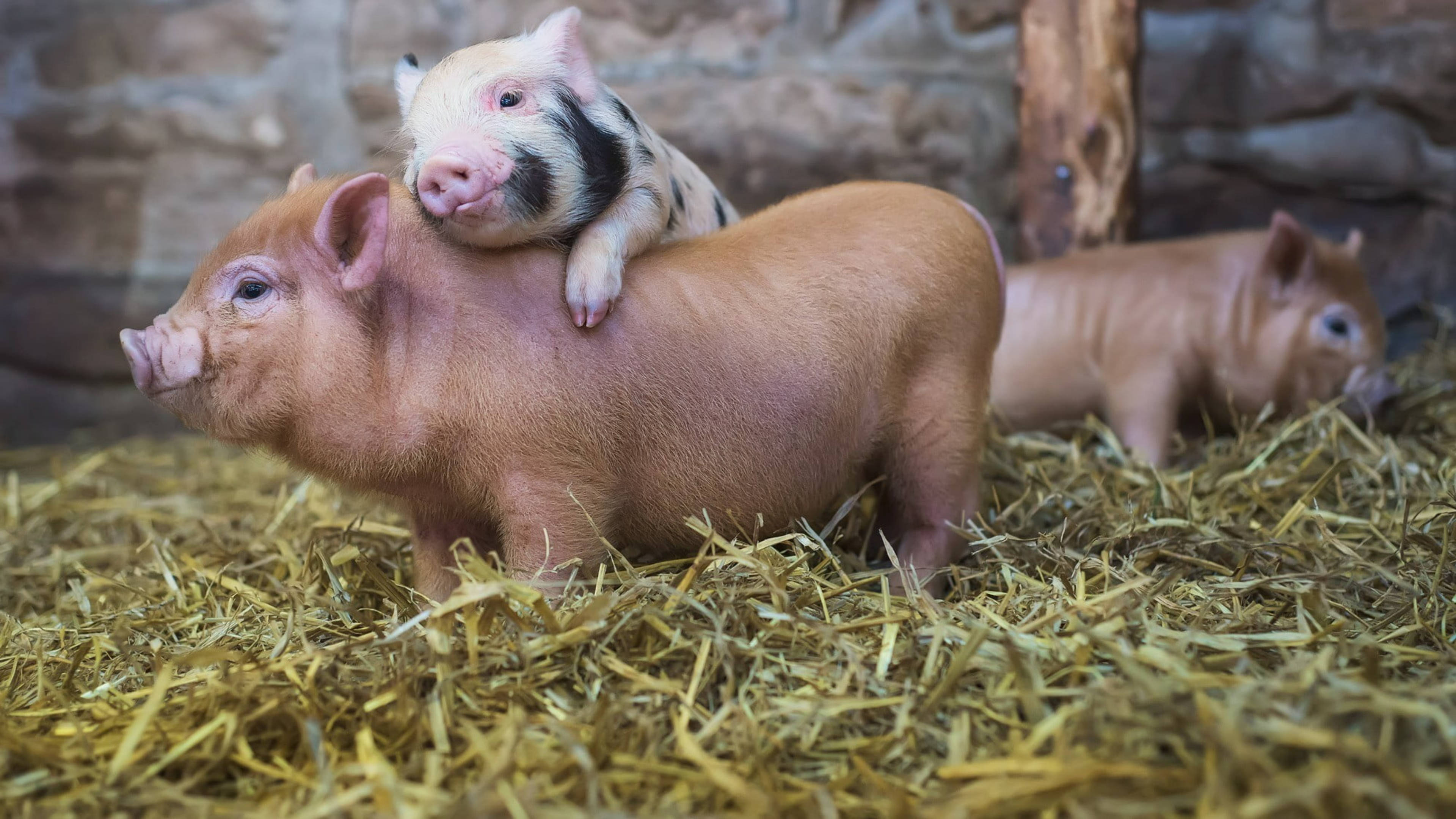 piglet, black and white markings, pink pig, 4K Desktop Wallpaper