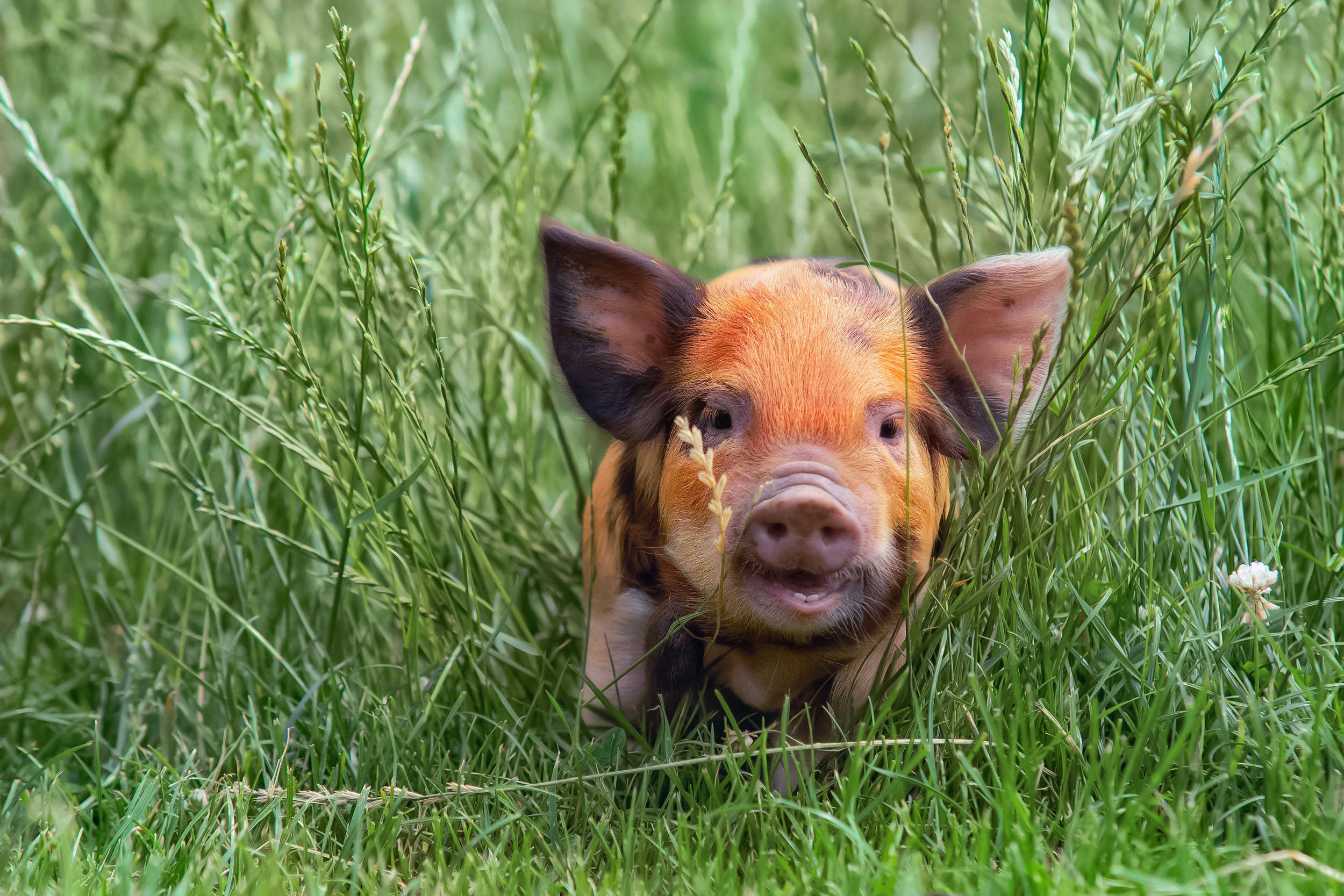 orange skinned pig, piglet, orange and black patches, Full HD Desktop Wallpaper