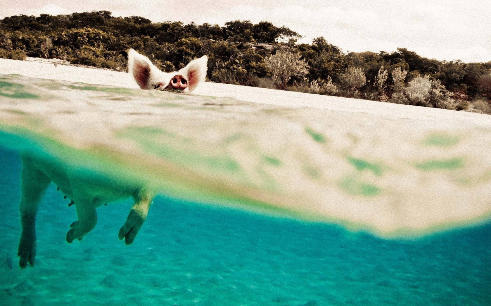 pig, underwater, turquoise water, HD Desktop Wallpaper