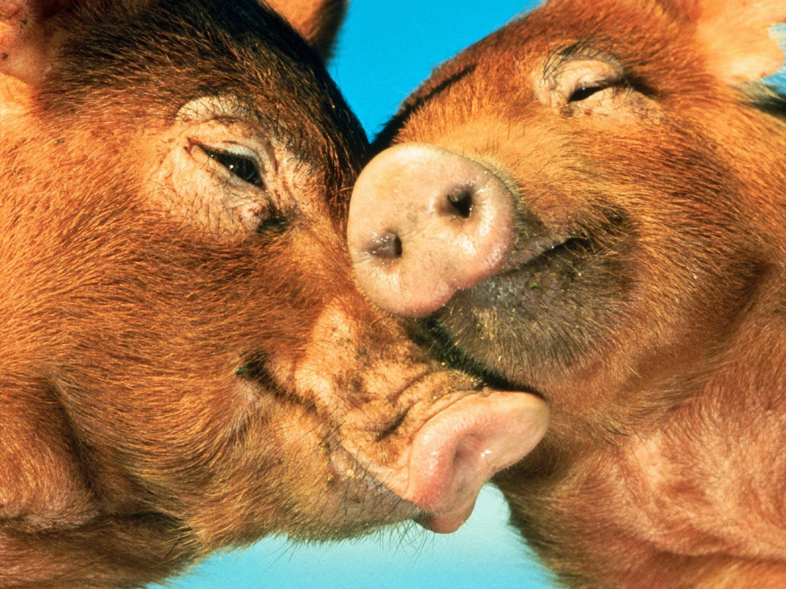 pigs, cuddling, bright blue background, HD Desktop Wallpaper