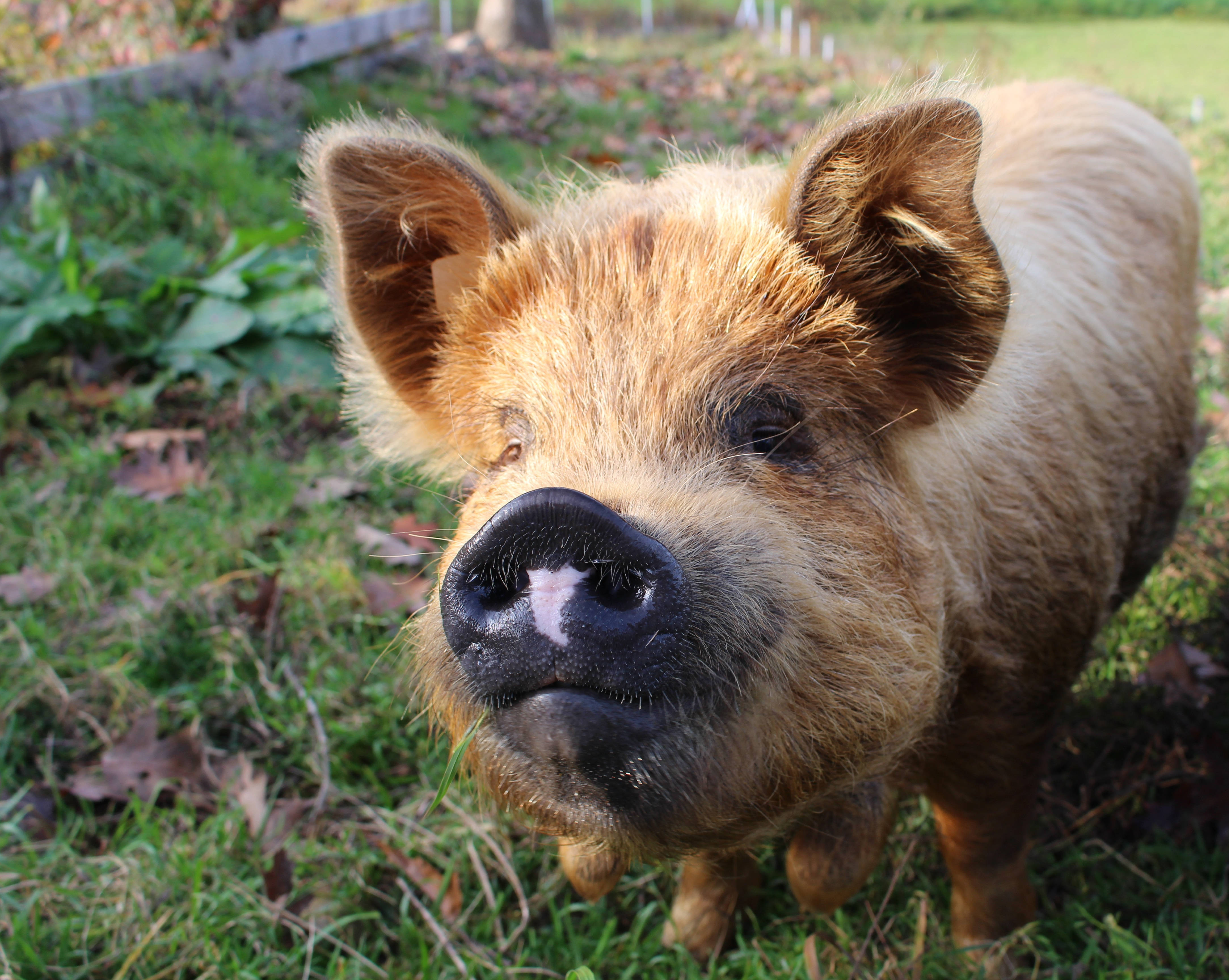 brown pig, black snout, grassy field, 4K Desktop Wallpaper