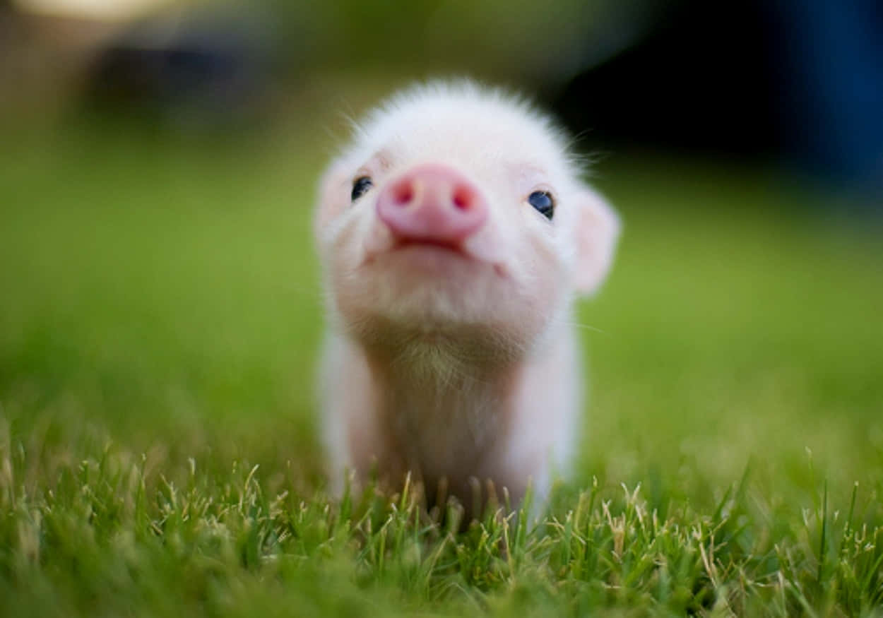 tiny fluffy white piglet, pink snout, vibrant green grass, SD Desktop Wallpaper