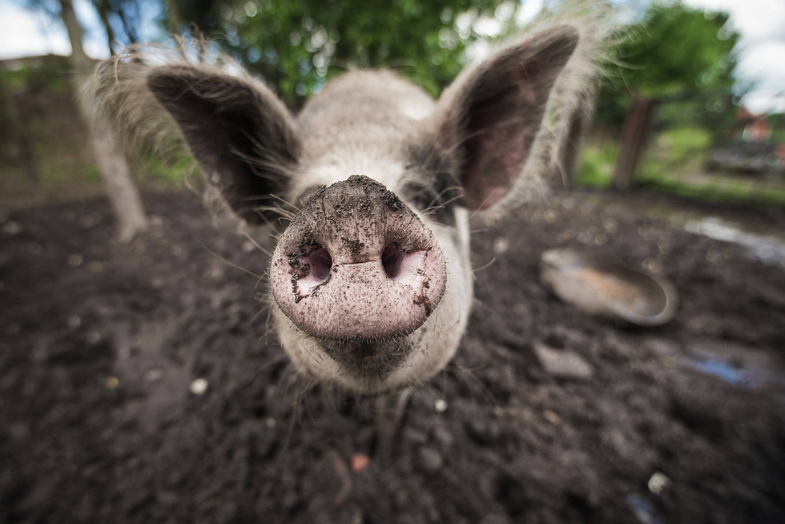 pig, muddy pig's snout, soft-focus greenery, 2K Desktop Wallpaper