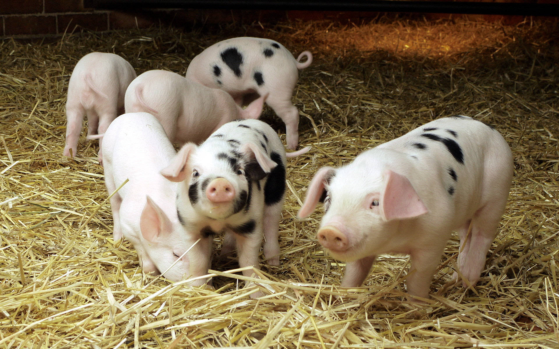 spotted piglets, golden straw, warm barn, Full HD Desktop Wallpaper