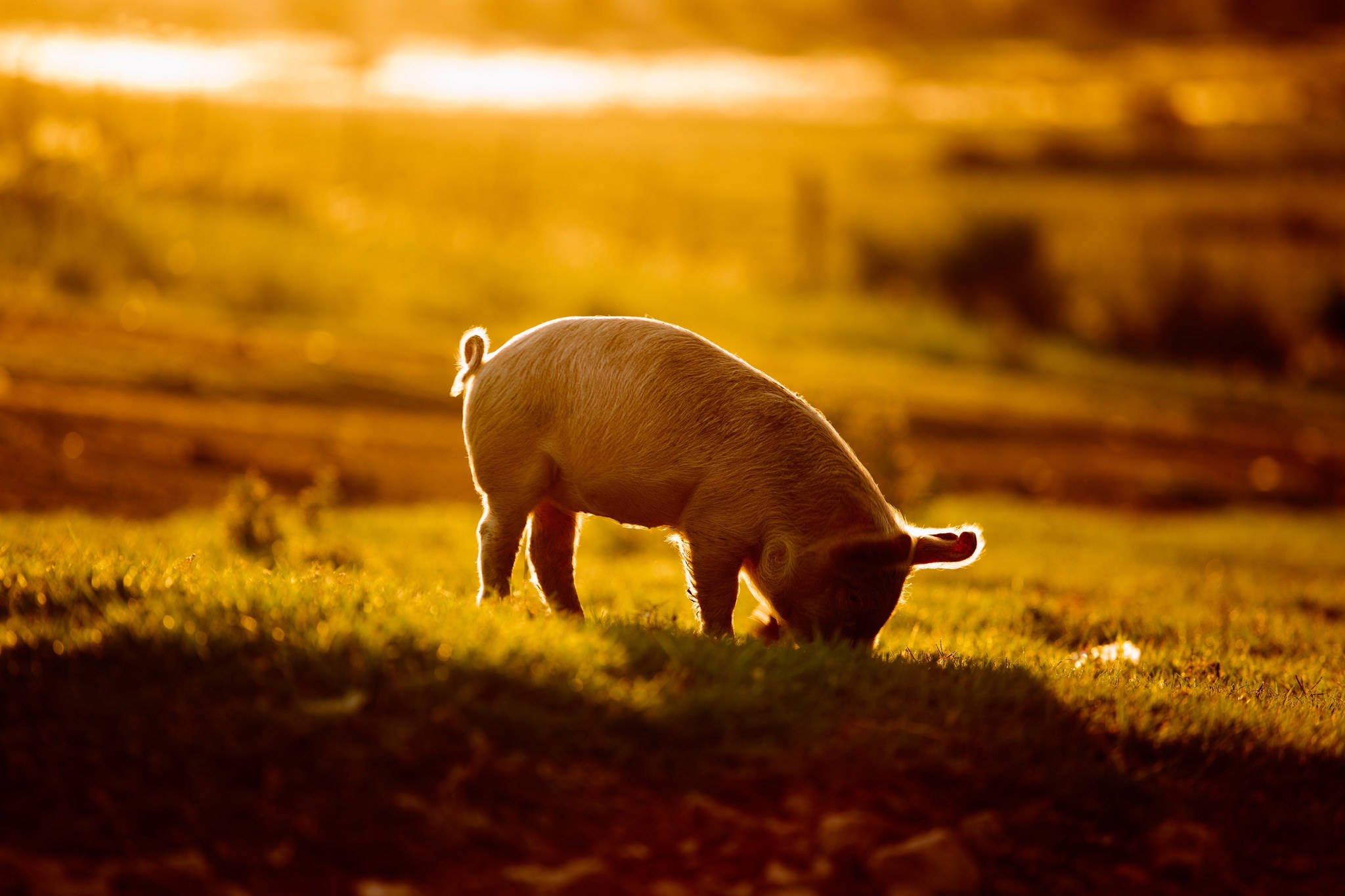 Pig, Sunset, Golden Hour, Full HD Desktop Wallpaper
