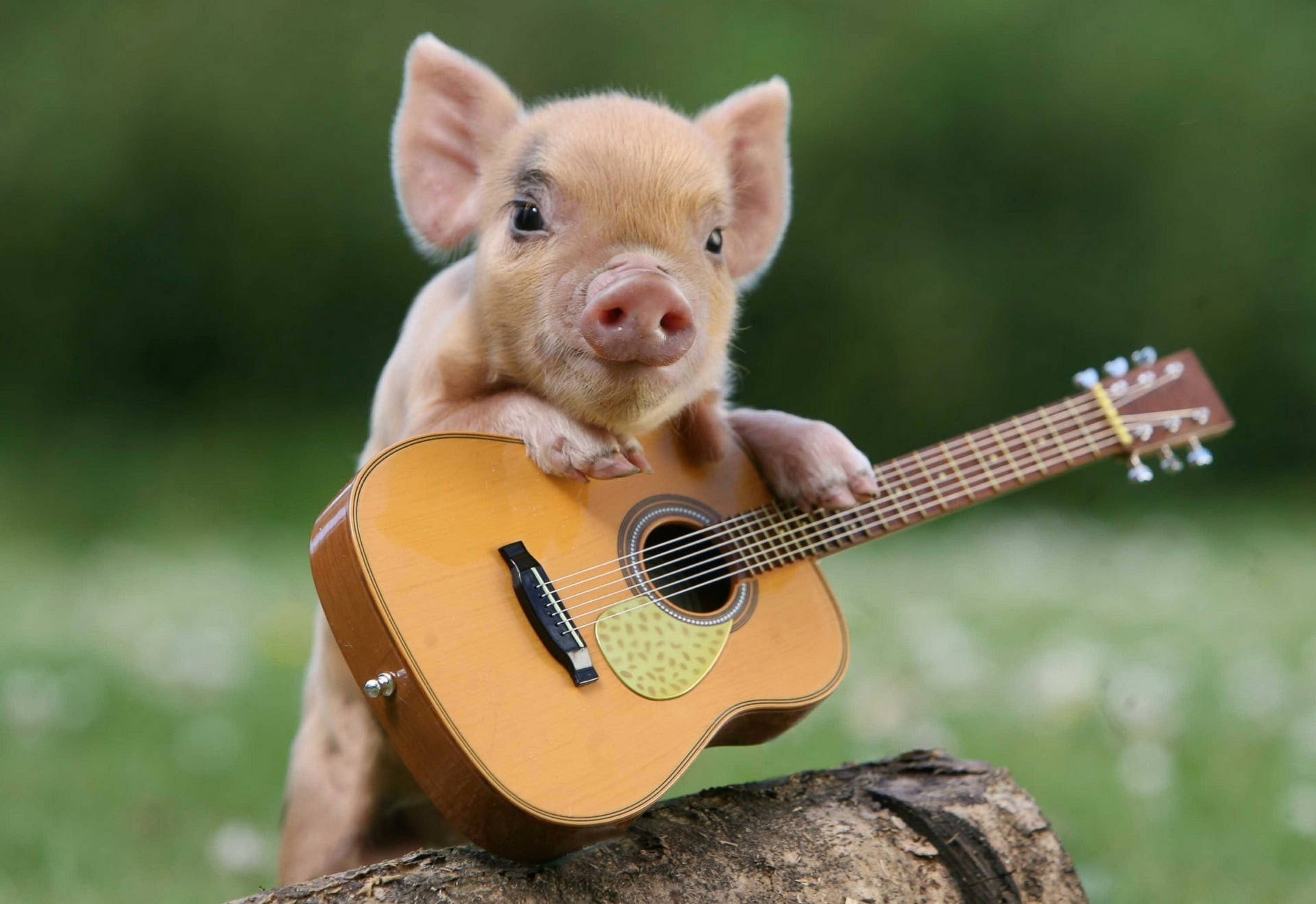 pig, pink piglet, log, Full HD Desktop Wallpaper