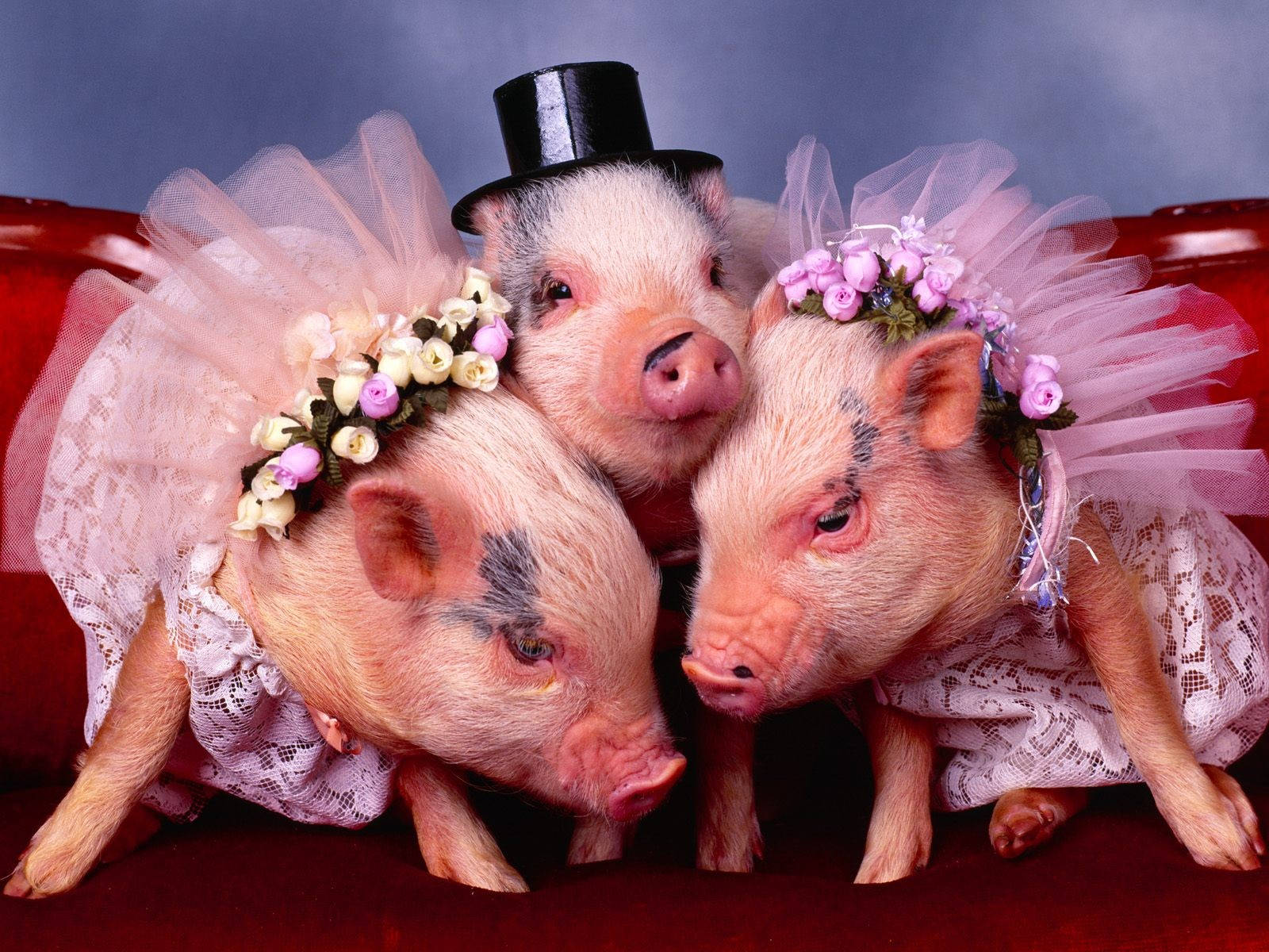 pig trio costumes, lace tutus, floral crowns, HD Desktop Wallpaper