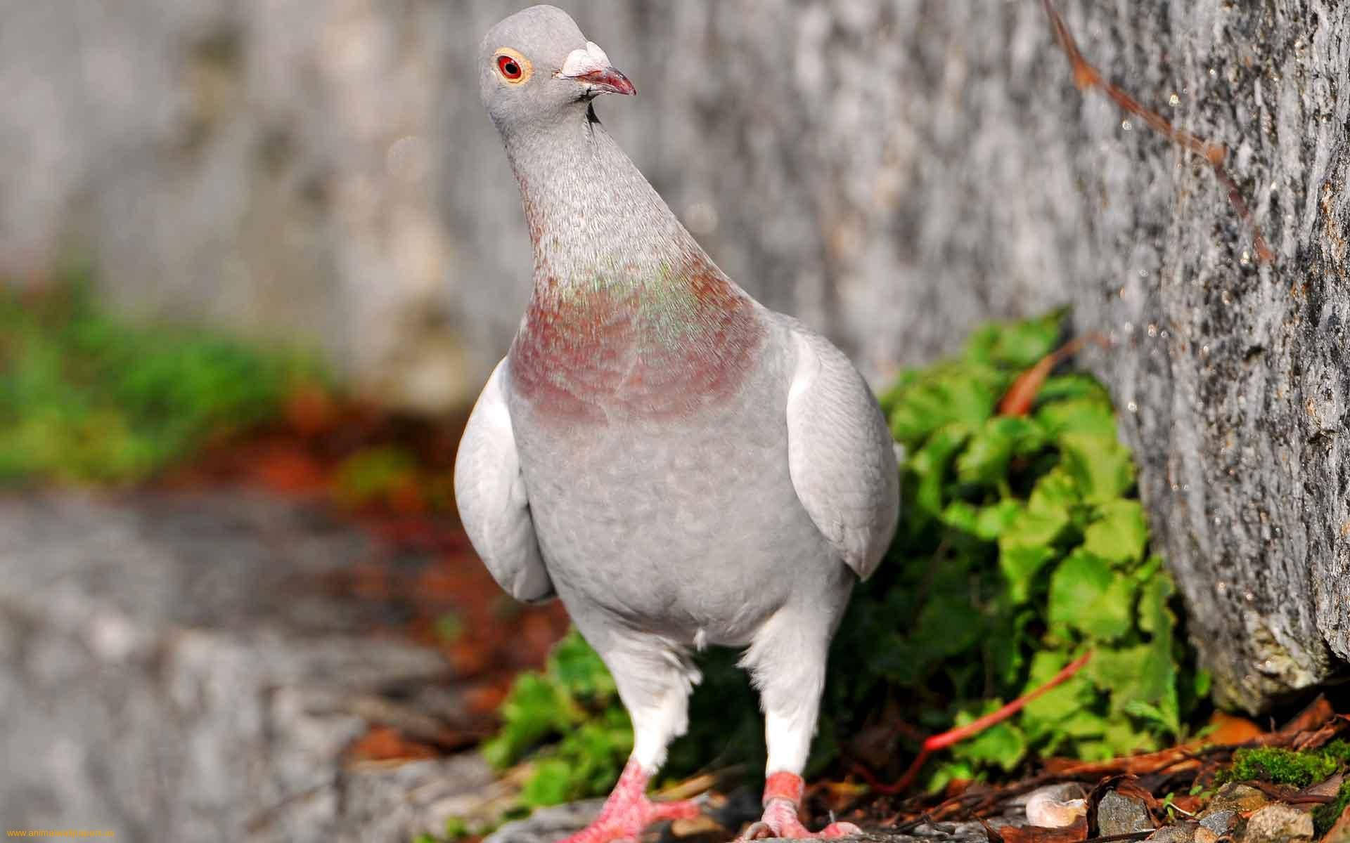 gray pigeon, iridescent neck feathers, rocky ground, Full HD Desktop Wallpaper