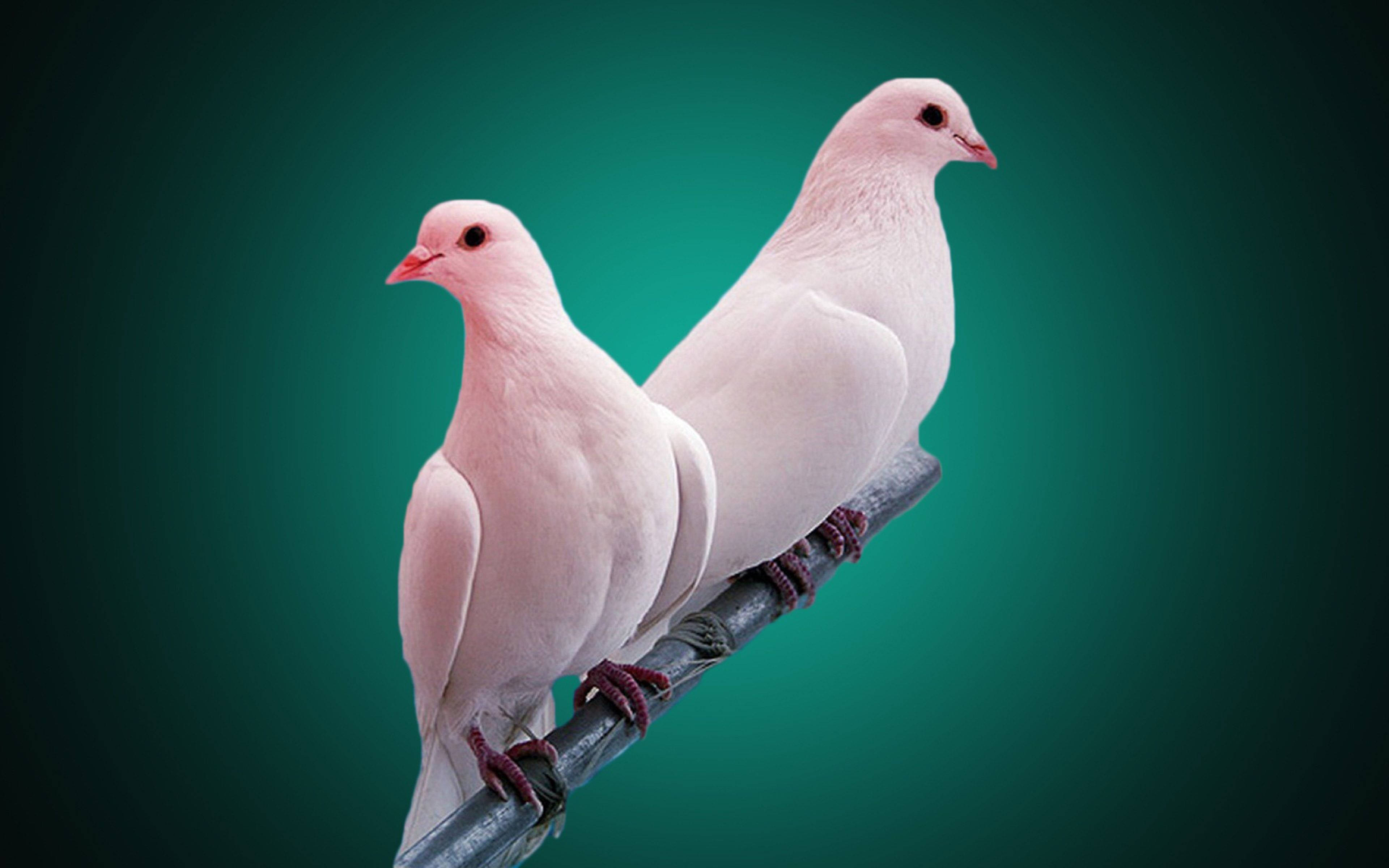 pigeon, white, dark branch, 4K Desktop Wallpaper