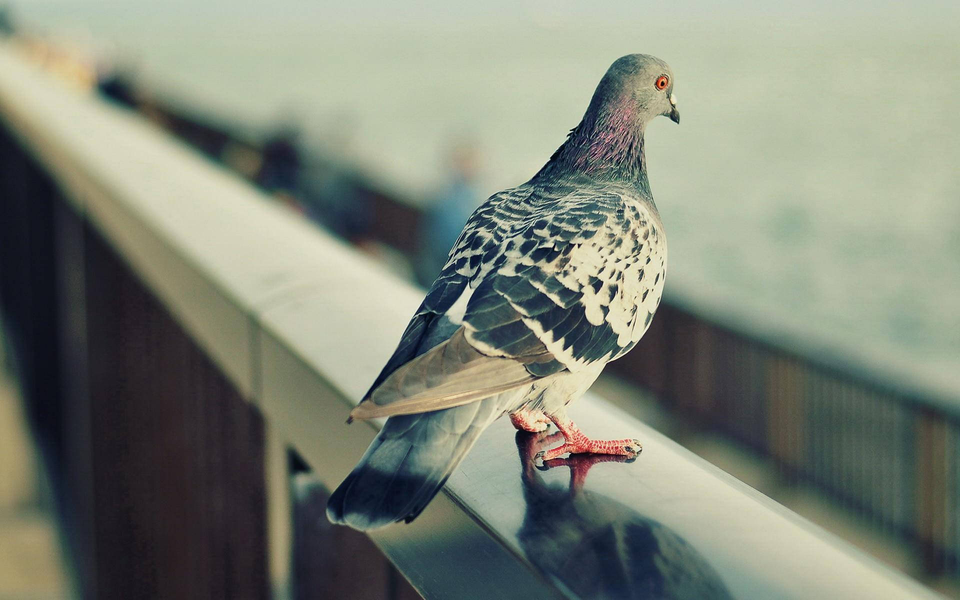 lonely pigeon, sea, shiny metal railing, Full HD Desktop Wallpaper