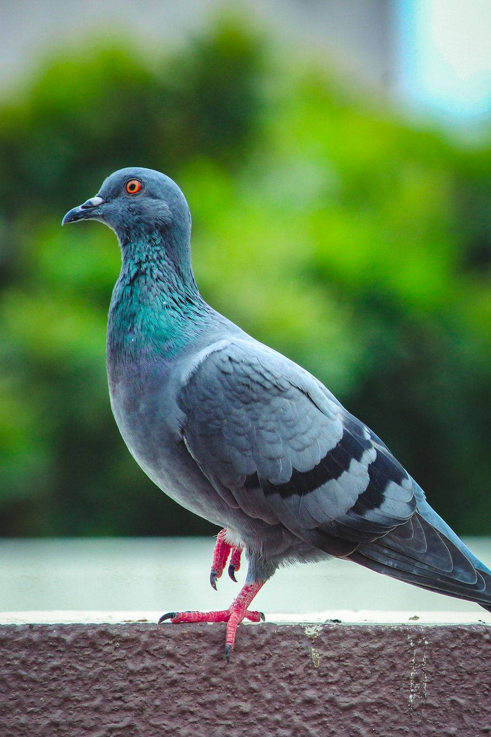 gray pigeon, iridescent green neck, bright red feet, HD Phone Wallpaper