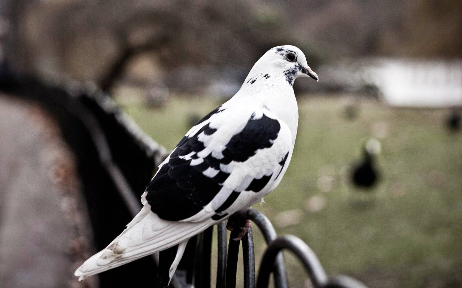 black and white bohemian fairy swallow pigeon, dark metal railing, soft blurred park background, HD Desktop Wallpaper