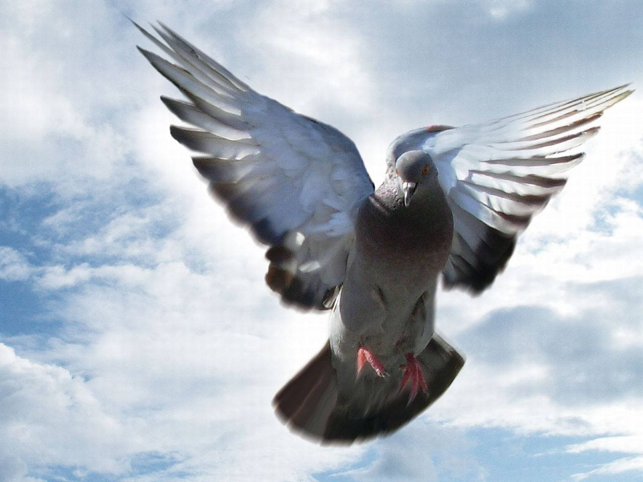 flying homing pigeon, low angle shot, bright blue sky, HD Desktop Wallpaper