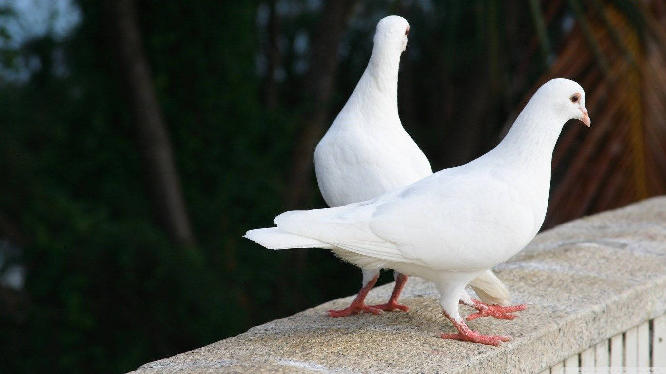 white pigeon, textured stone ledge, blurred green and brown background, HD Desktop Wallpaper