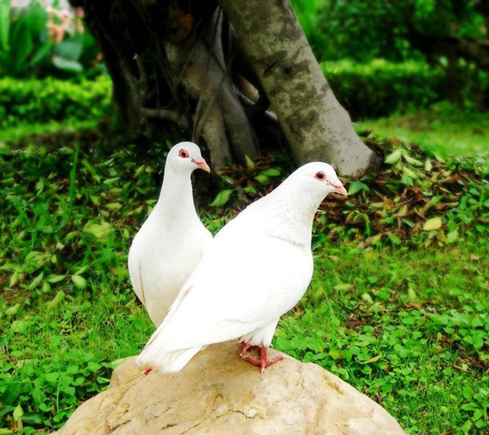white pigeon, rock, sunlit, SD Desktop Wallpaper