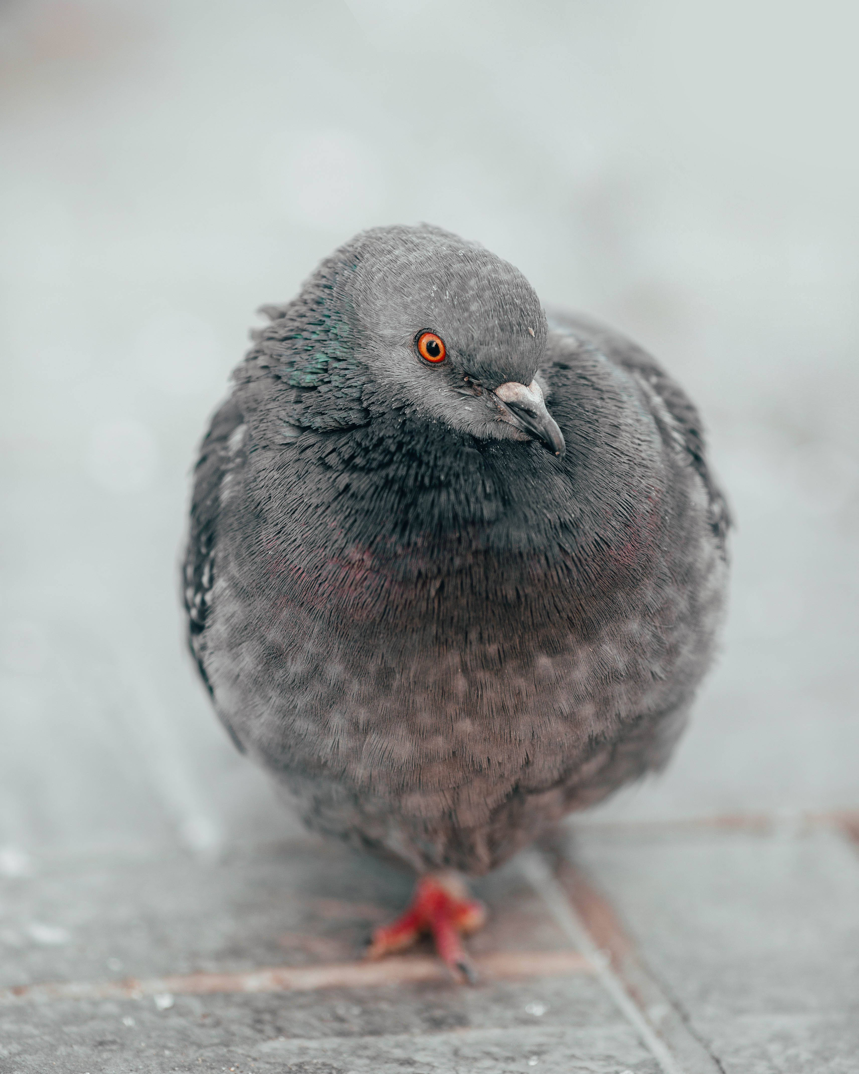 fluffy gray feral pigeon bird, bright orange eyes, wet pavement tile, 4K Phone Wallpaper