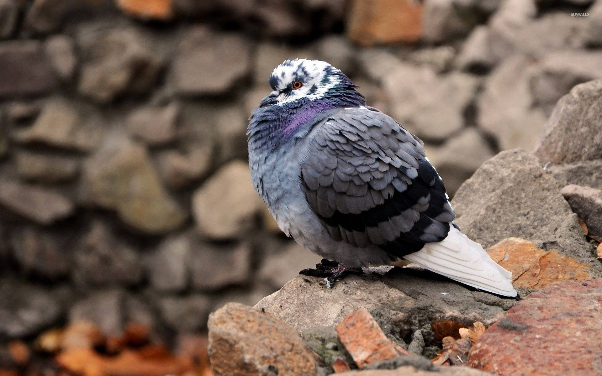 rock dove, weathered stones, blurred stone wall, Full HD Desktop Wallpaper