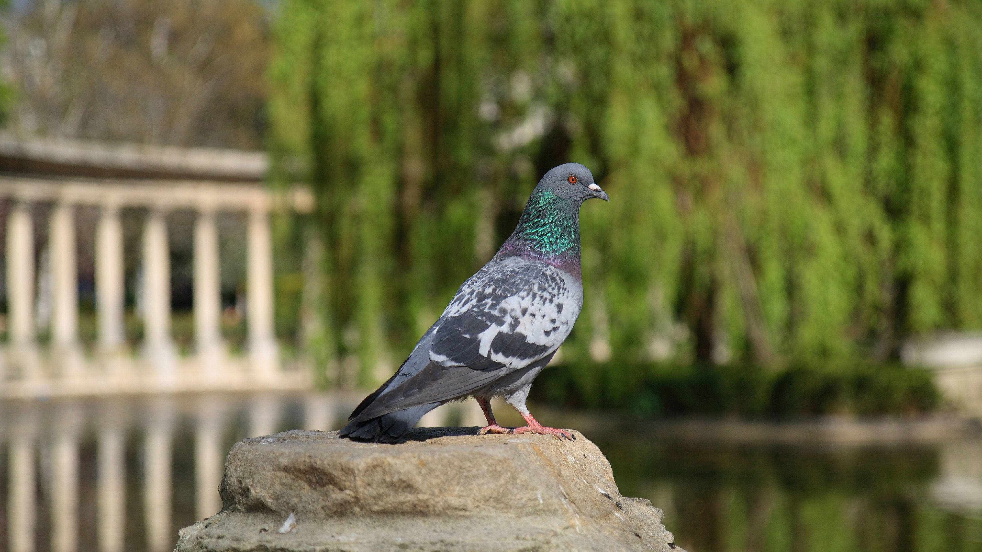 feral pigeon, rock, stone, 4K Desktop Wallpaper