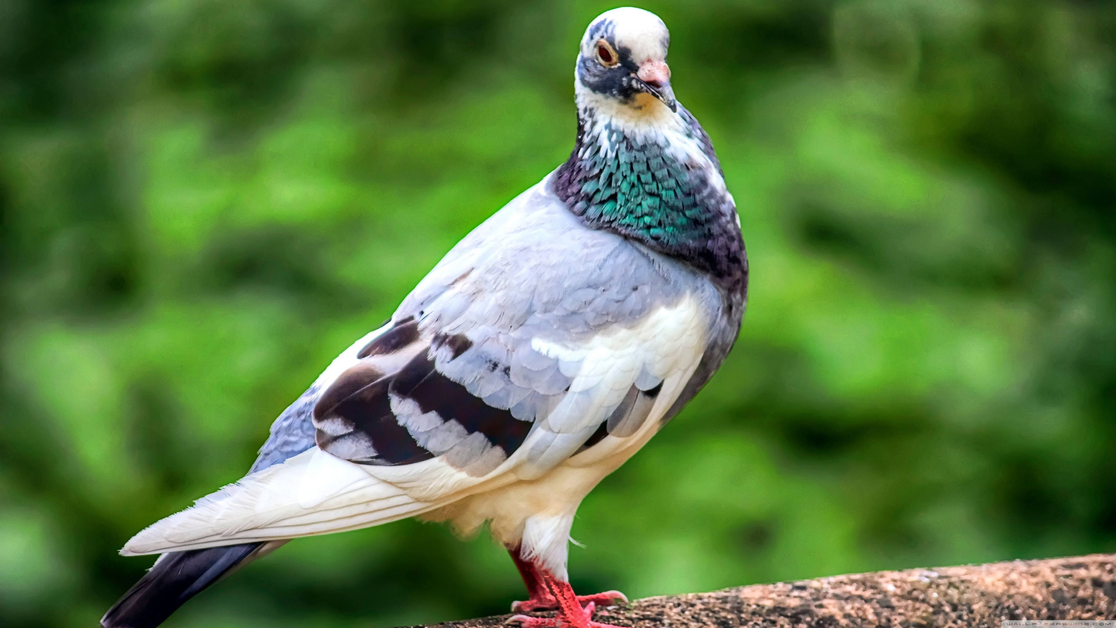 elegant standing homing pigeon bird, colorful pigeon, branch, 4K Desktop Wallpaper
