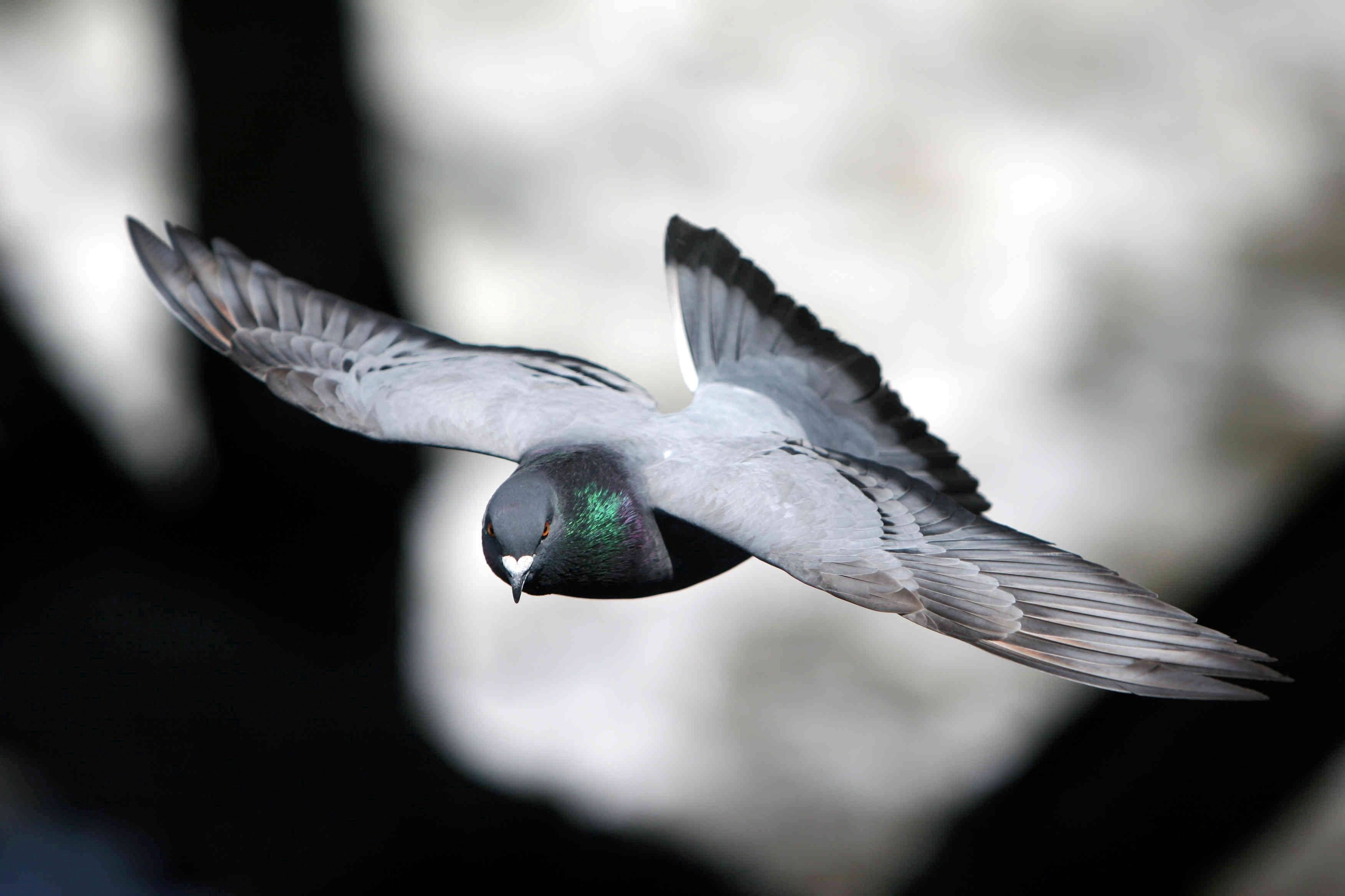 monochromatic, flying homing pigeon, soft blurred background, 2K Desktop Wallpaper