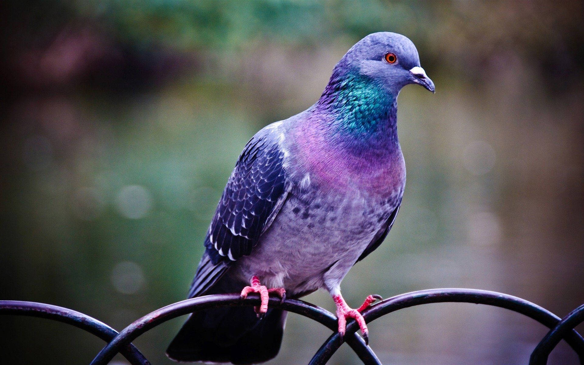 colorful pigeon bird, red eyes, iridescent green and purple feathers, Full HD Desktop Wallpaper