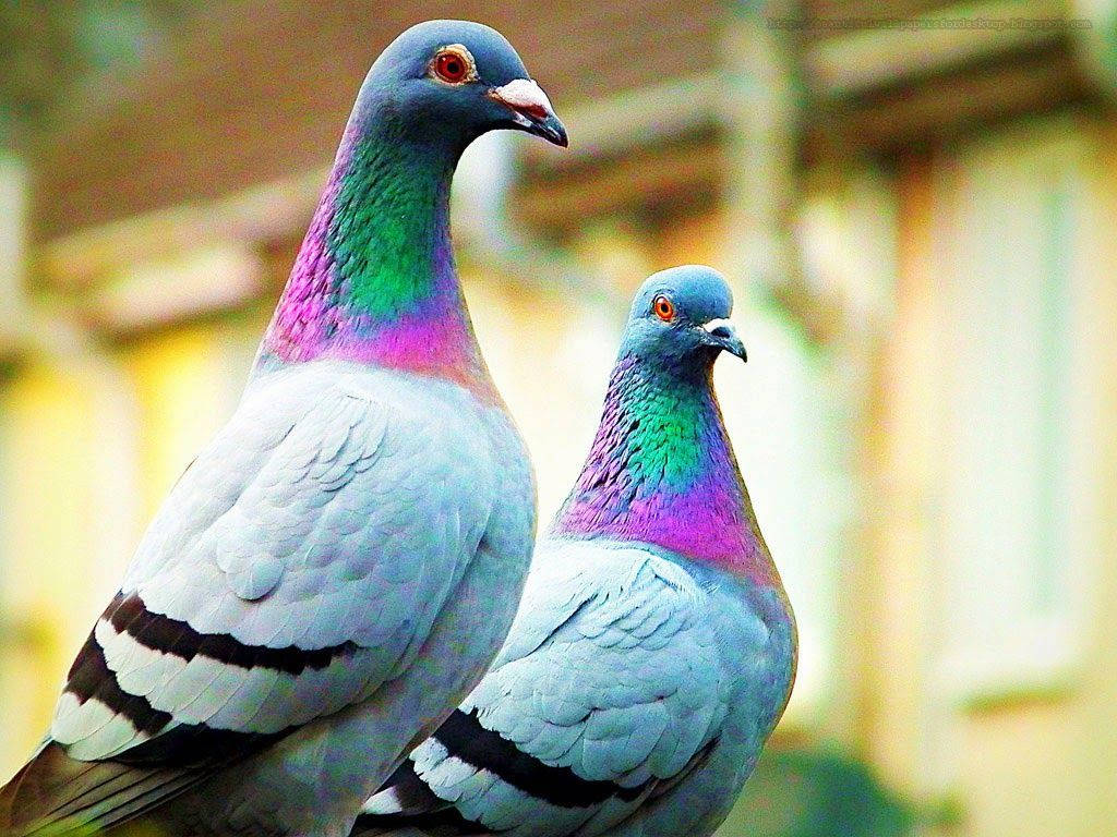 colorful homing pigeon, iridescent necks, macro shot, SD Desktop Wallpaper