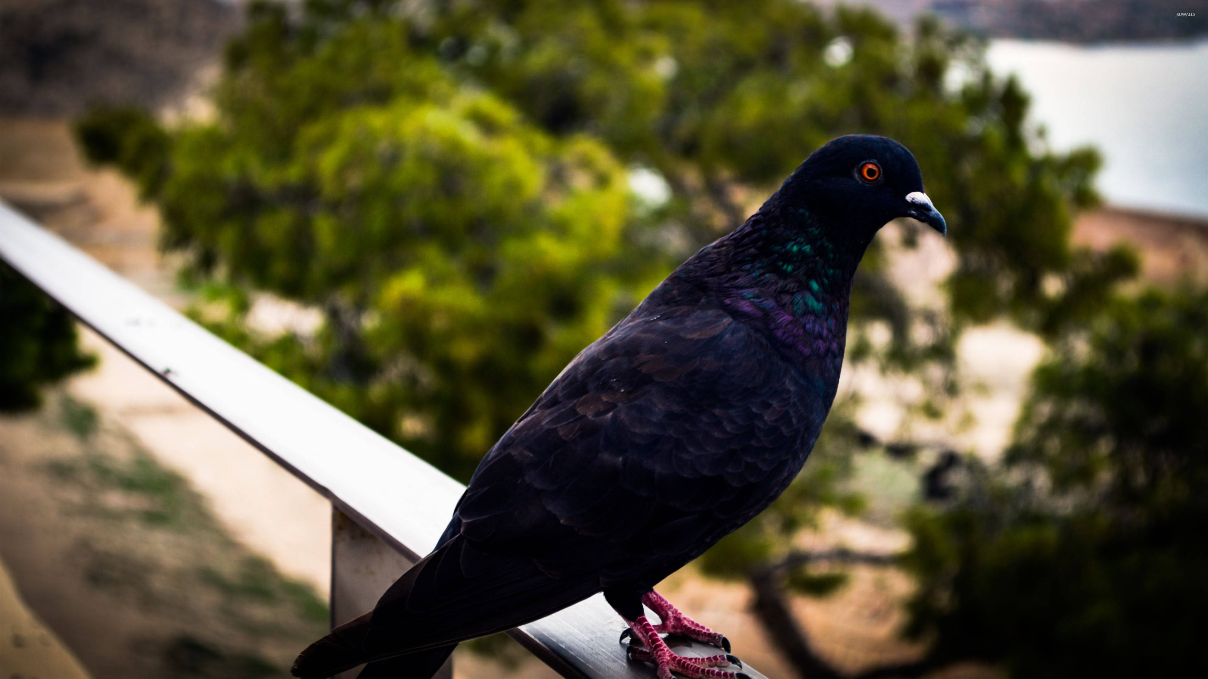 dark pigeon, glossy black, iridescent neck, 4K Desktop Wallpaper