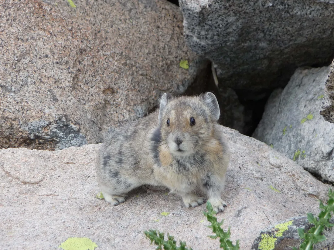 Pika Animal