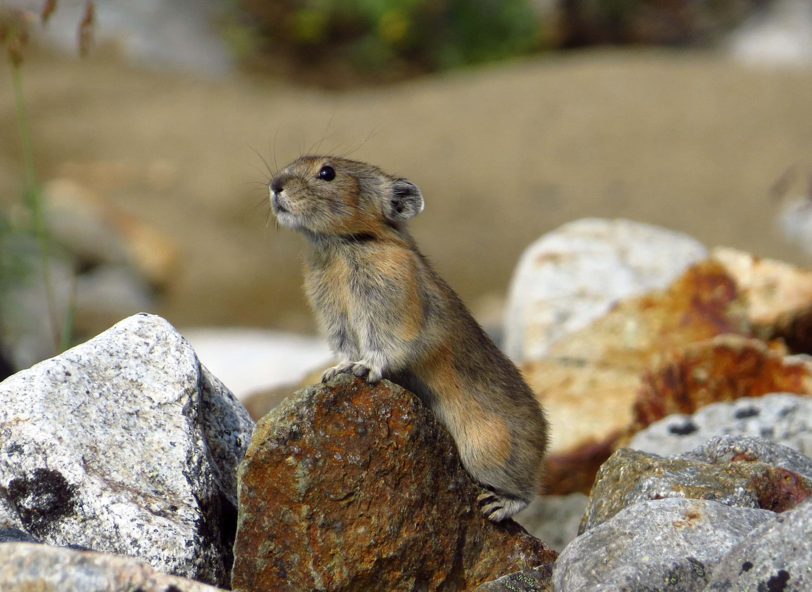 Pika, rocks, sunlit, 2K Desktop Wallpaper
