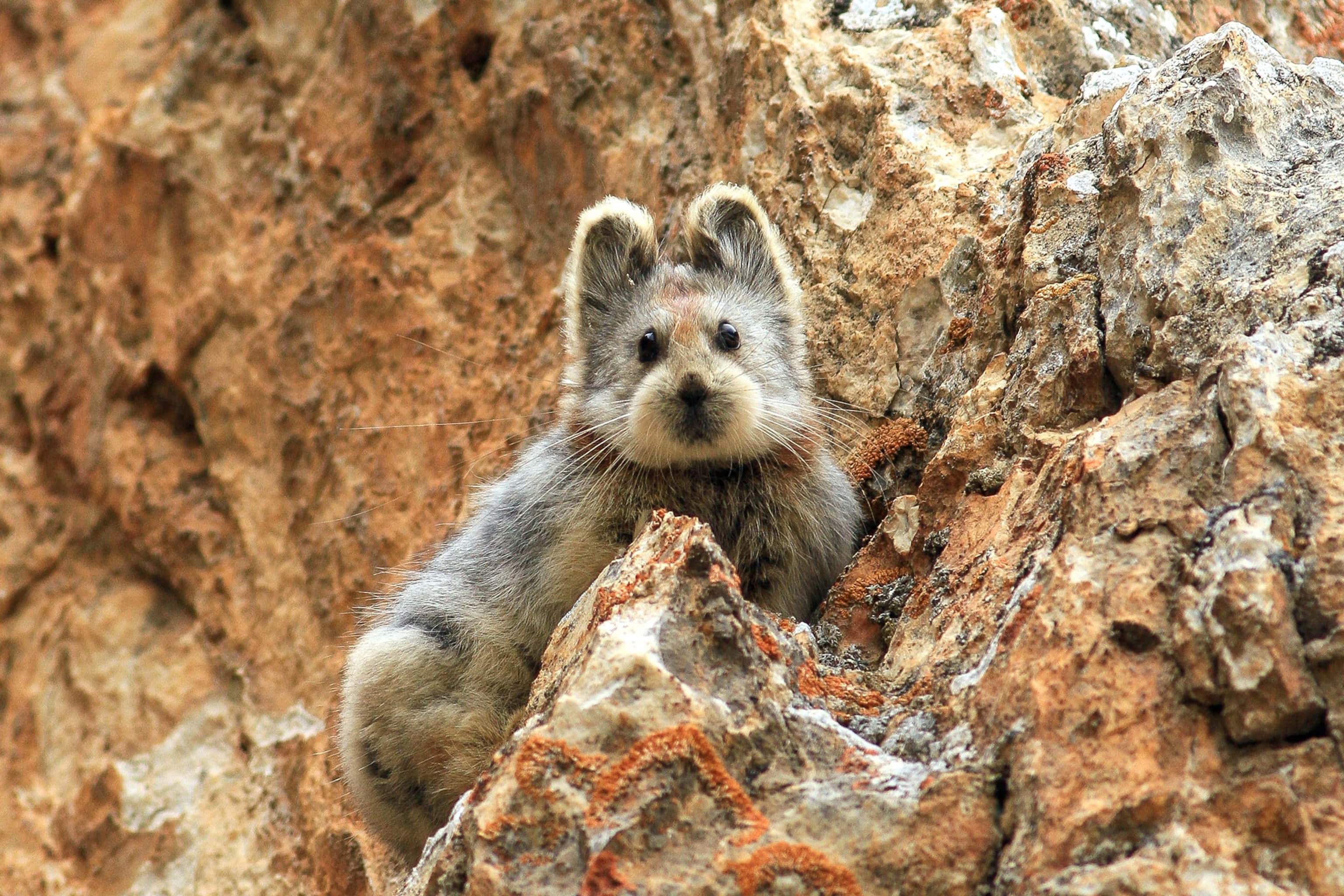 pika, orange rocks, gray rocks, 2K Desktop Wallpaper