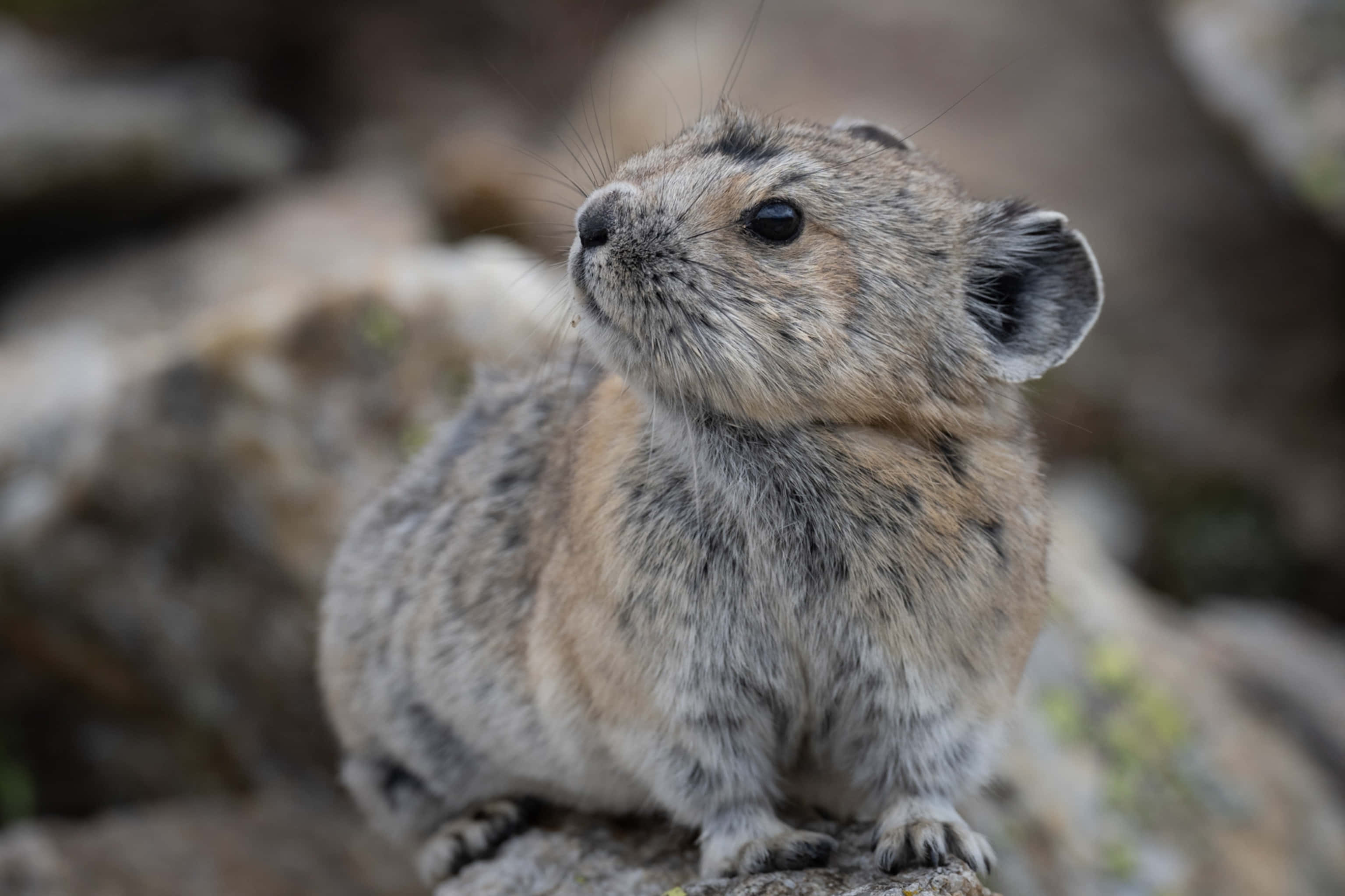 Pika, fluffy rock hyrax, mossy stone, 2K Desktop Wallpaper