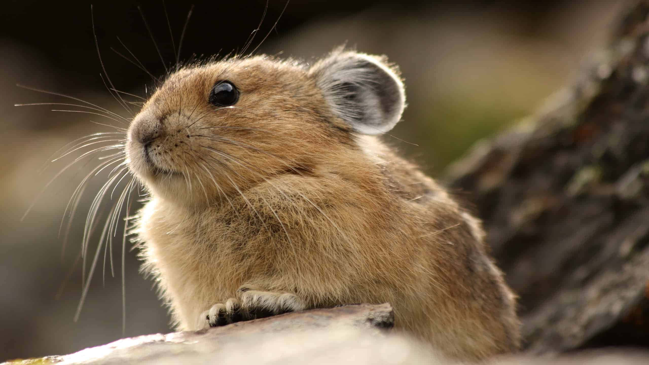 Pikain, fluffy brown pika, mossy rock, 2K Desktop Wallpaper