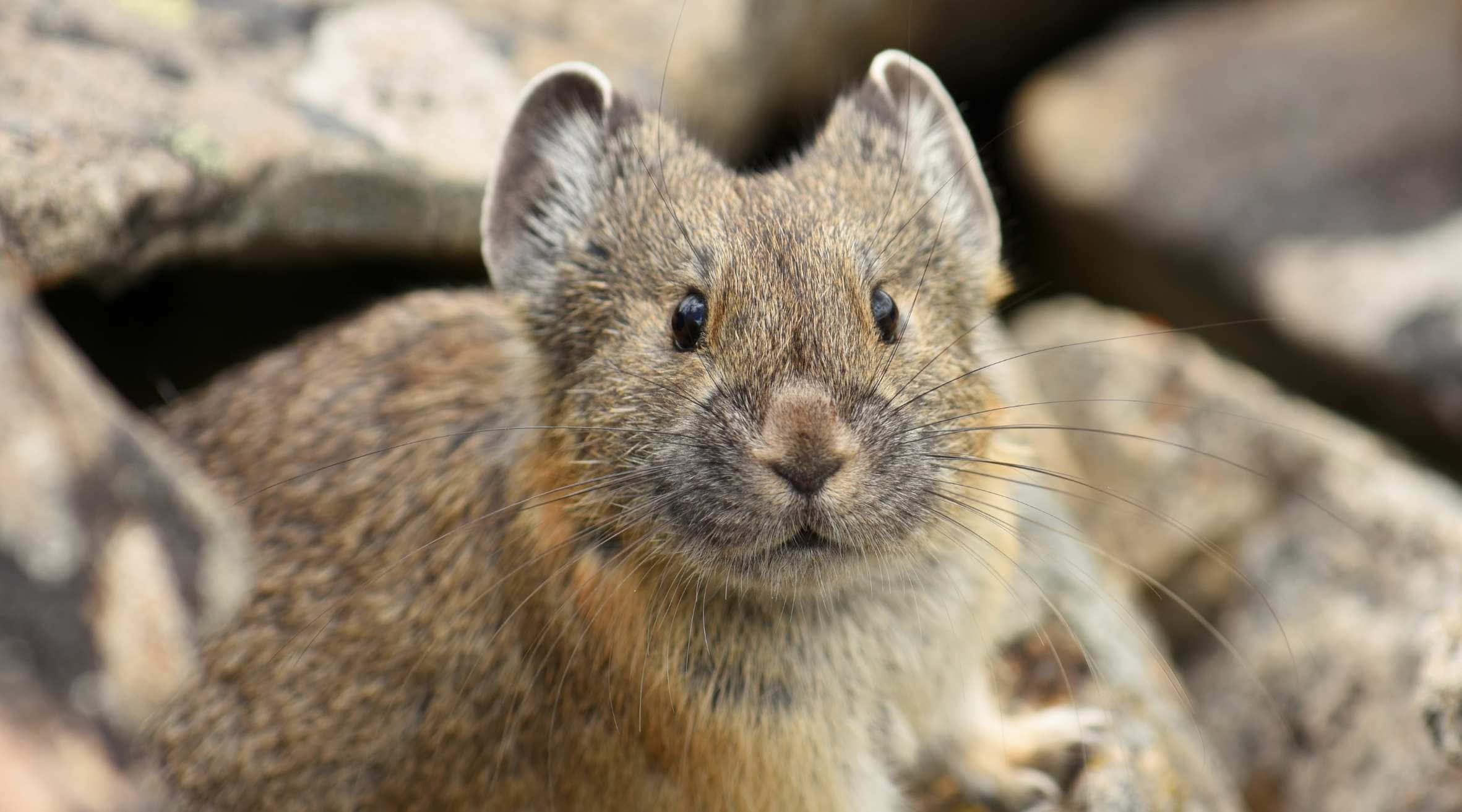 Pika, gray rocks, close-up, Full HD Desktop Wallpaper