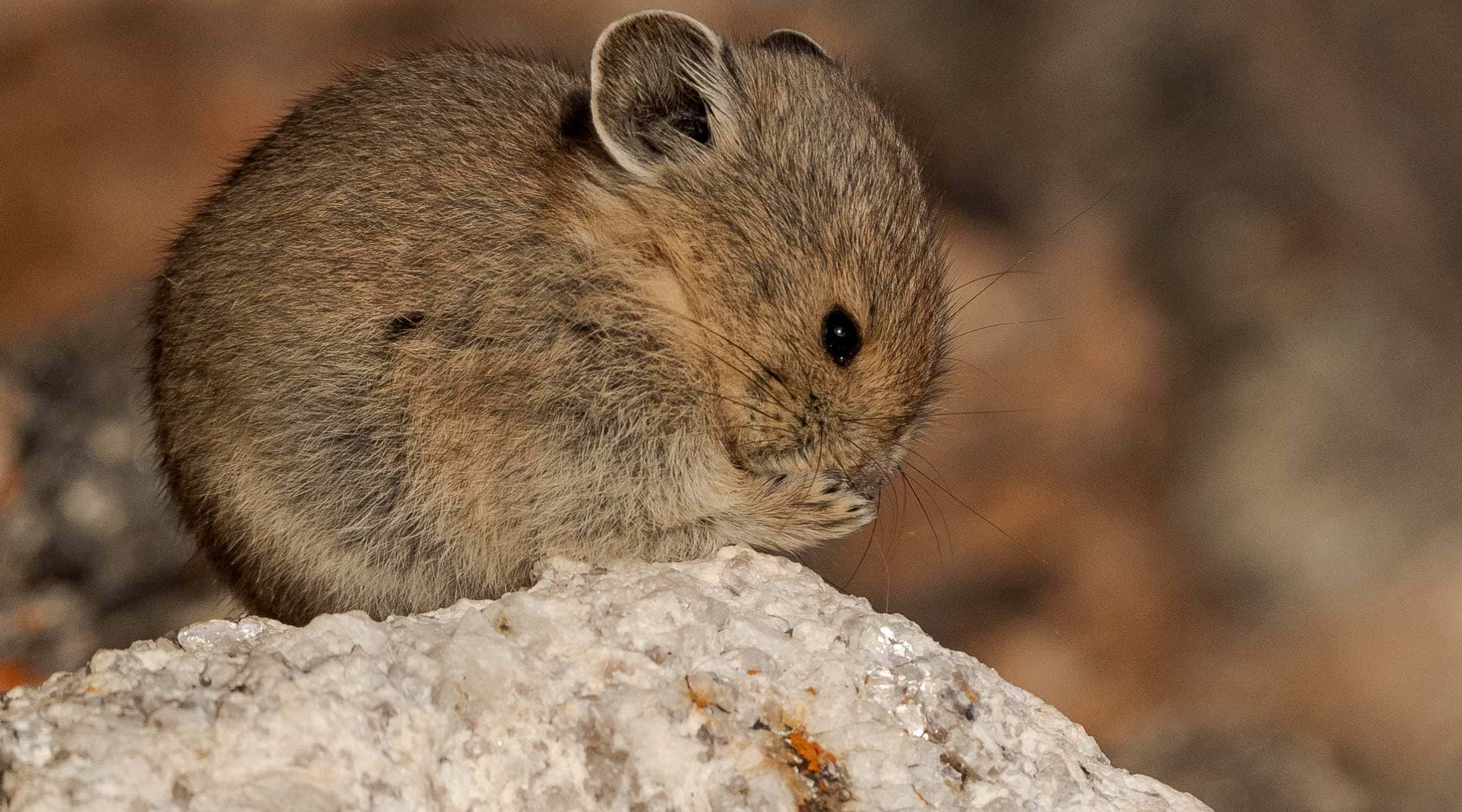 Pika, rock, sunlit, Full HD Desktop Wallpaper