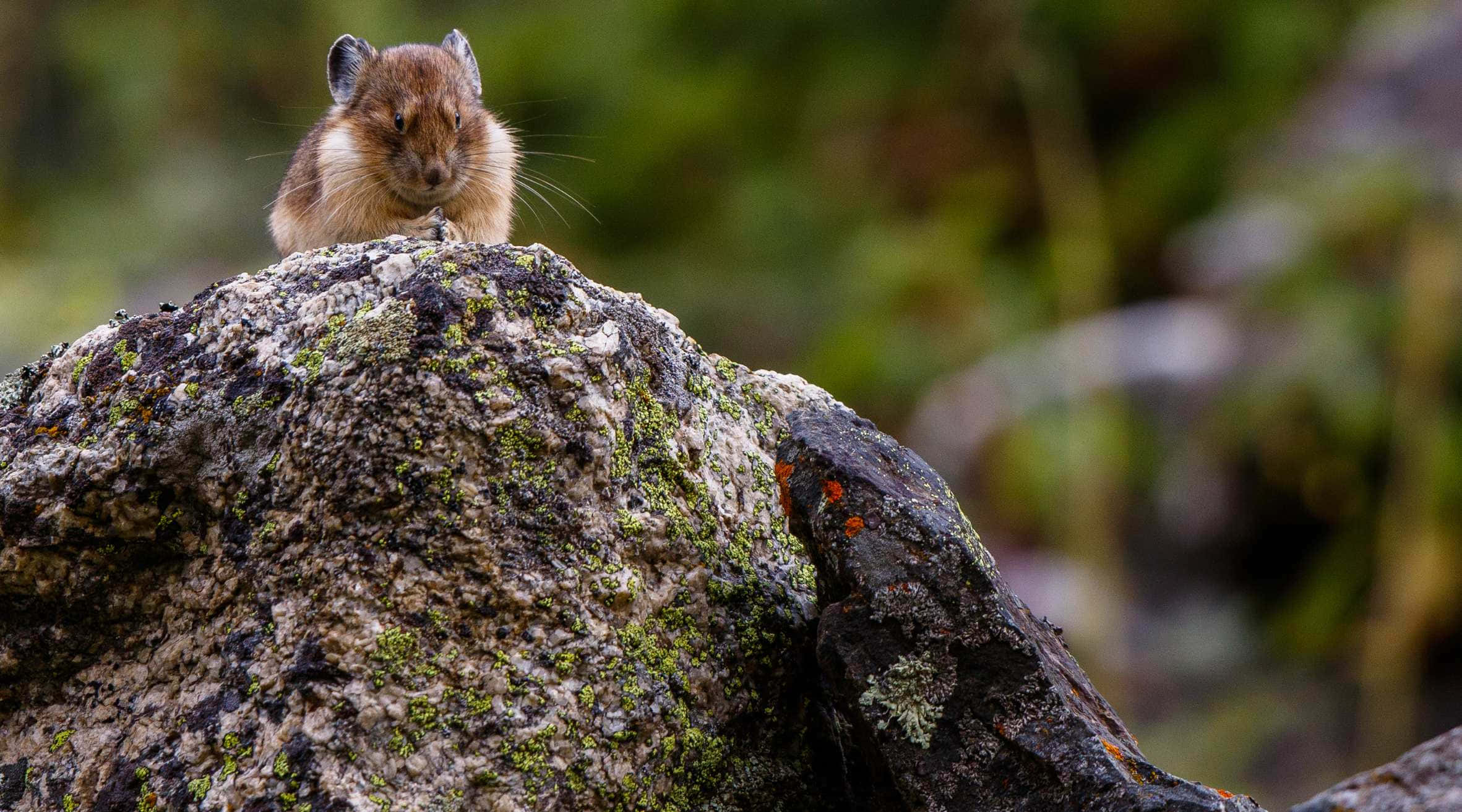 pika, rock landscape, mossy lichen-covered rock, Full HD Desktop Wallpaper