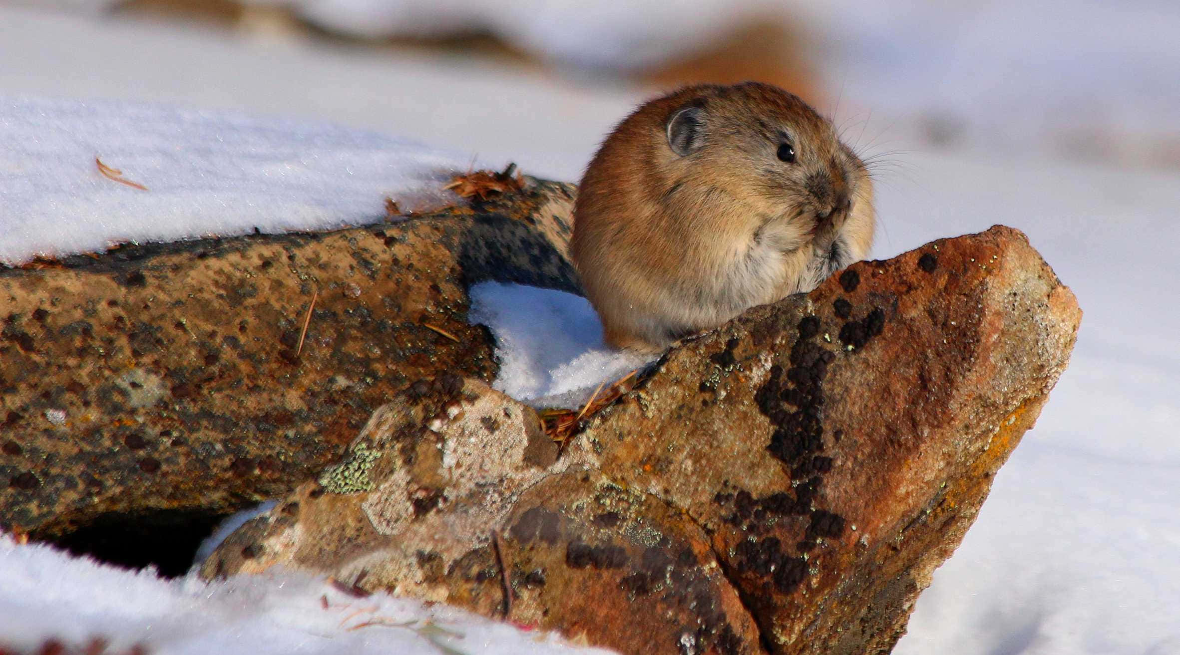 Pika, snowy rock, mossy rock, Full HD Desktop Wallpaper