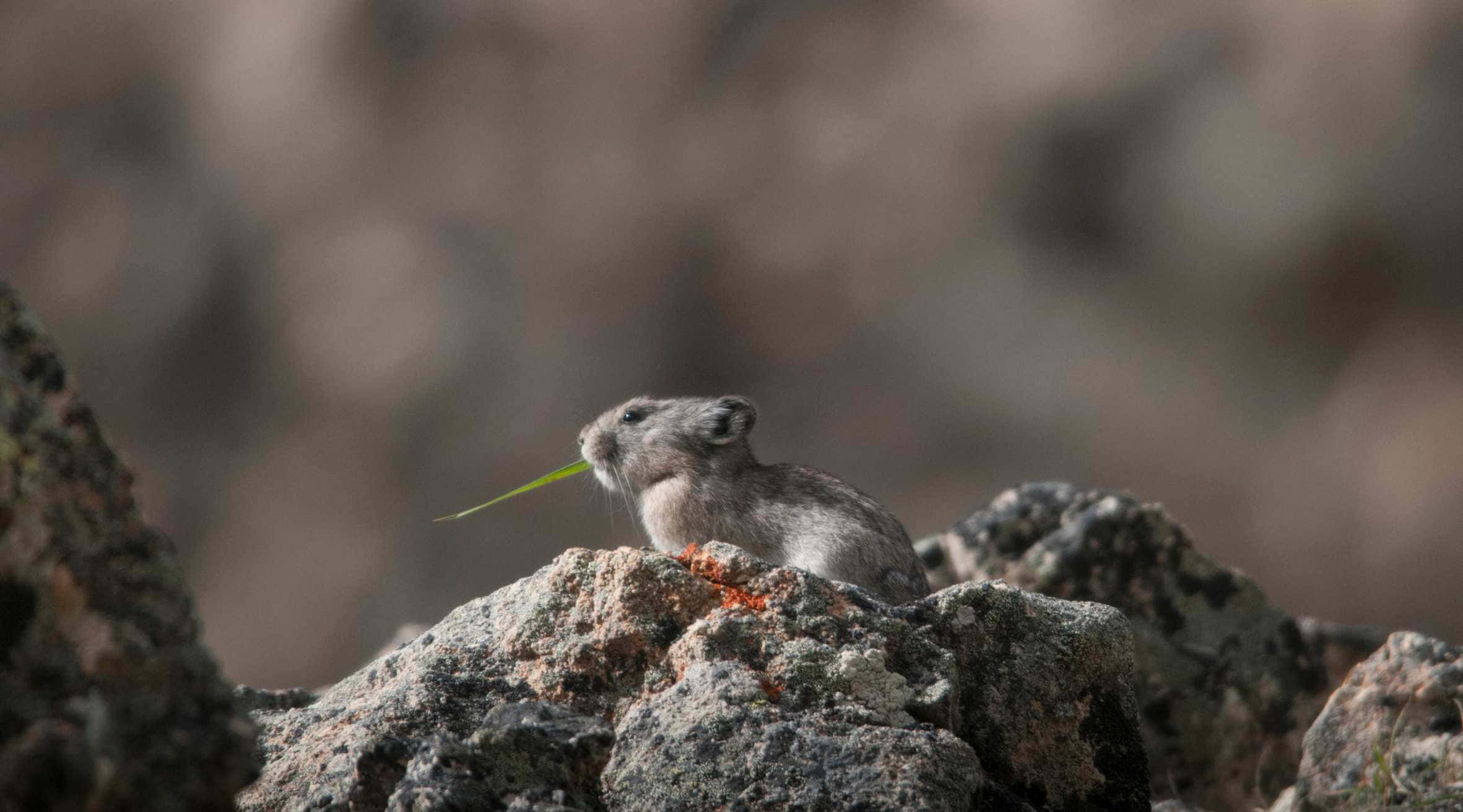 Pika, rocky terrain, rugged rocks, Full HD Desktop Wallpaper