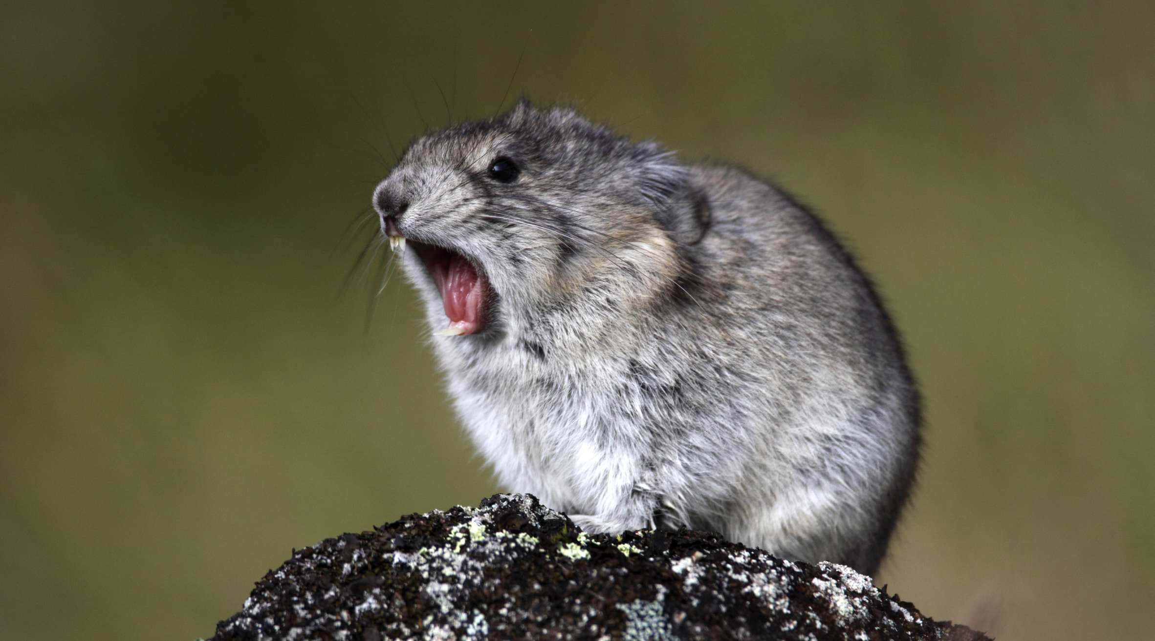 Pika, mossy rock, soft blurred green background, Full HD Desktop Wallpaper