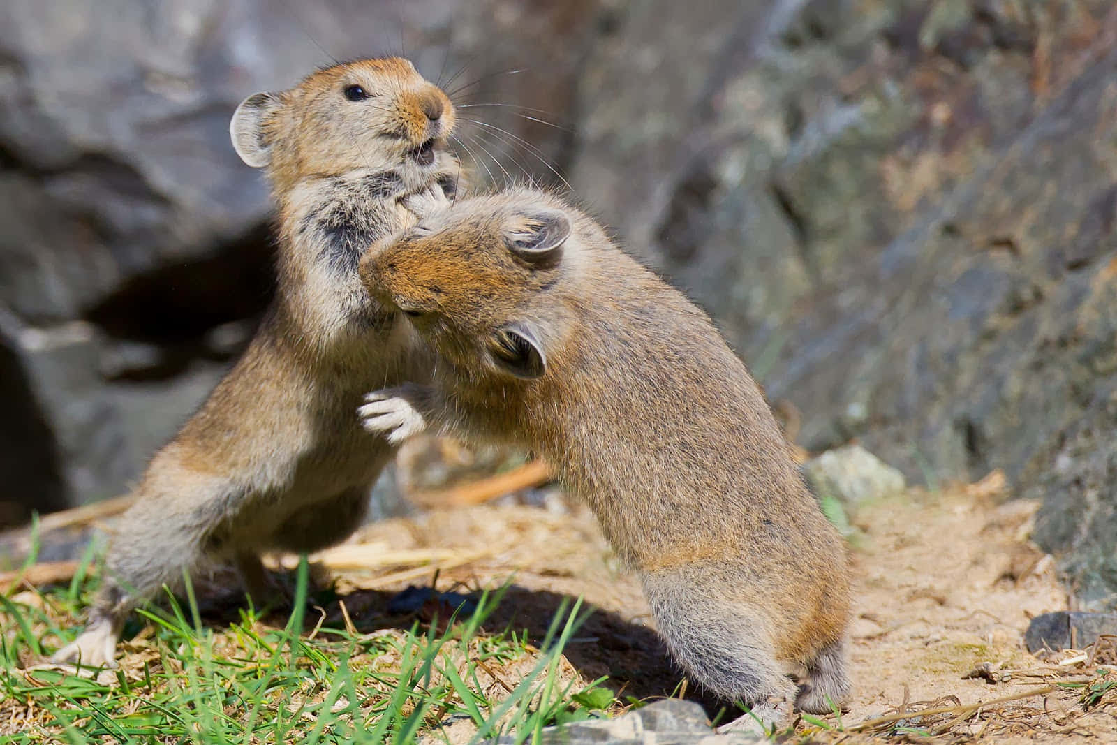 pika, playful tussle, grassy slope, HD Desktop Wallpaper
