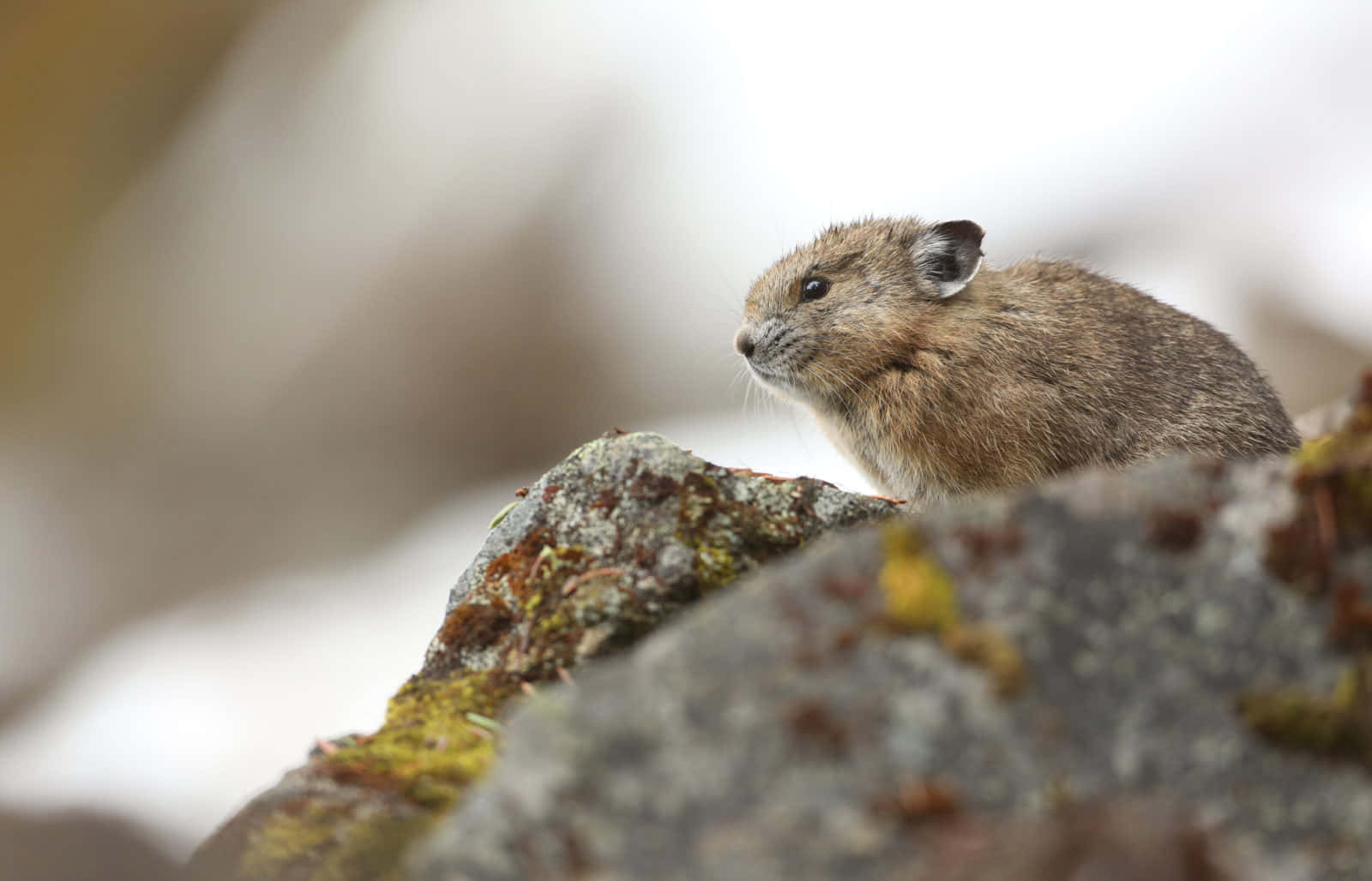 Pika, rocky outcrop, mossy rocks, HD Desktop Wallpaper