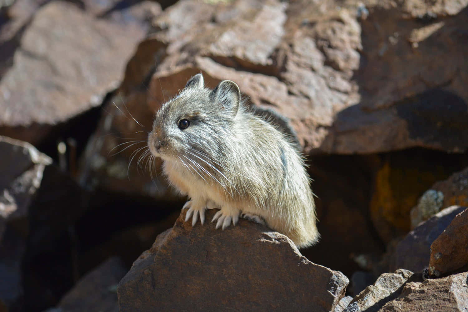 pika, rocky terrain, sunlit rocks, HD Desktop Wallpaper