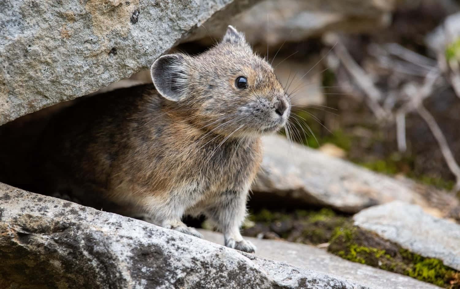 pika, gray rocks, sunlit mountain crevice, HD Desktop Wallpaper