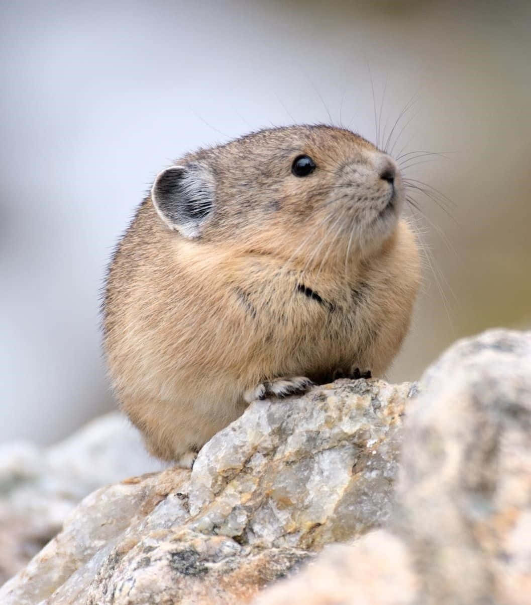 Pika, rocky outcrop, sunlit, SD Phone Wallpaper