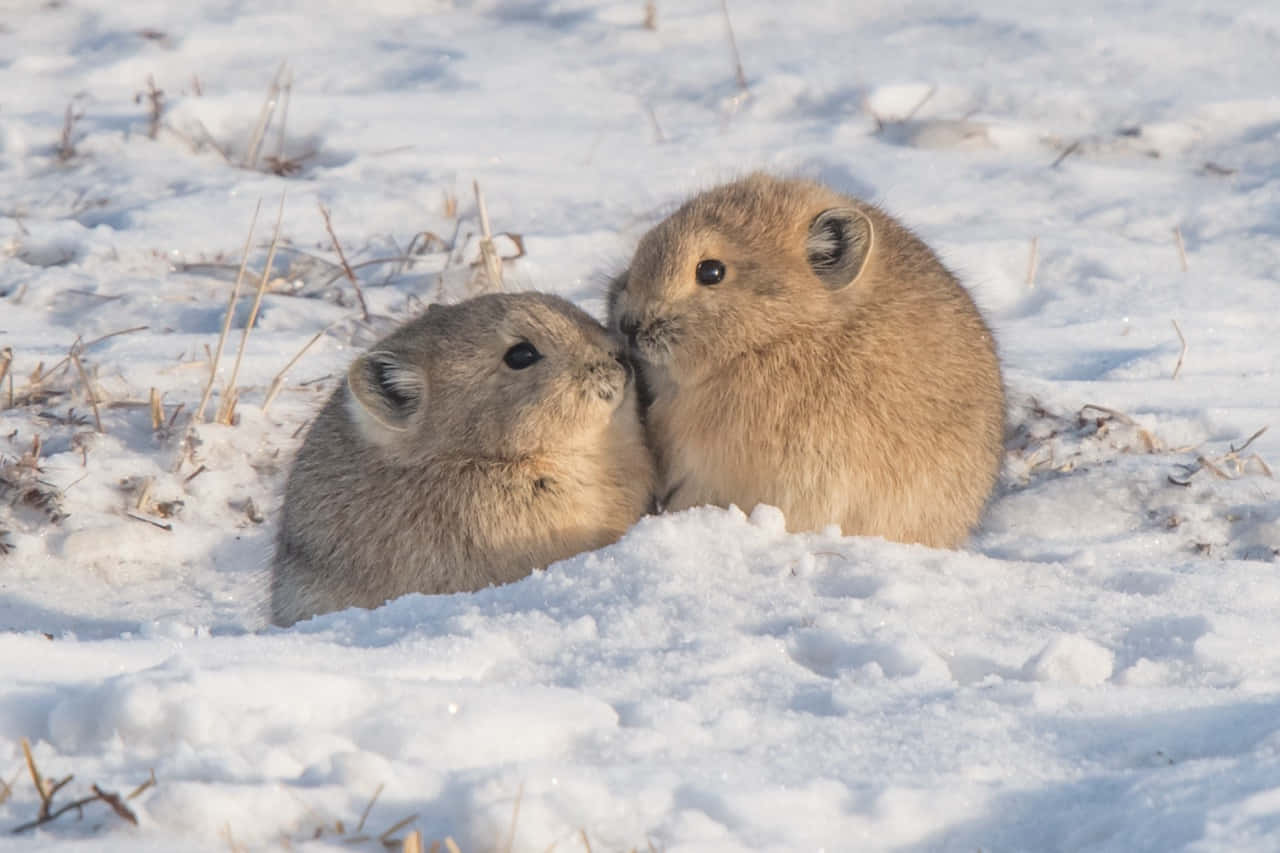pika, winter snow, snowy field, HD Desktop Wallpaper