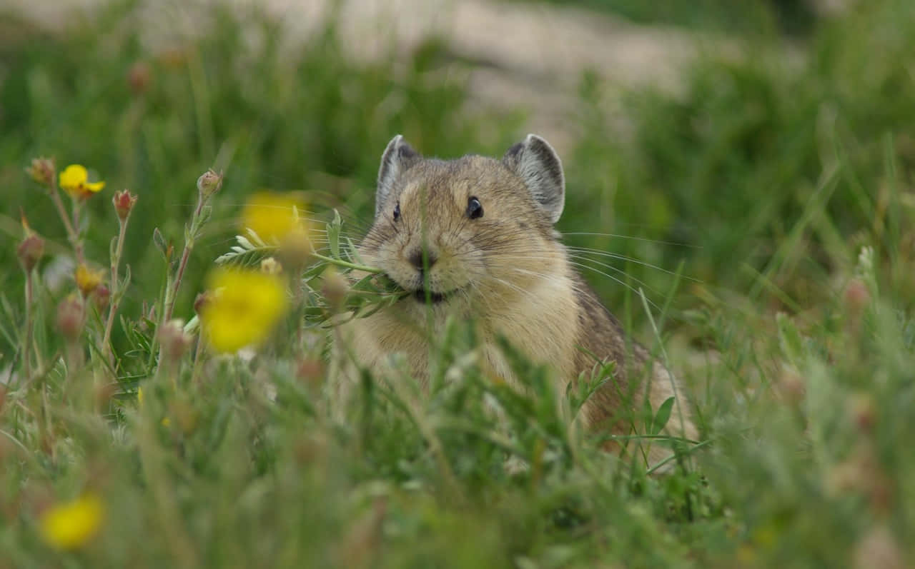 pika, grassland, vibrant yellow wildflowers, HD Desktop Wallpaper