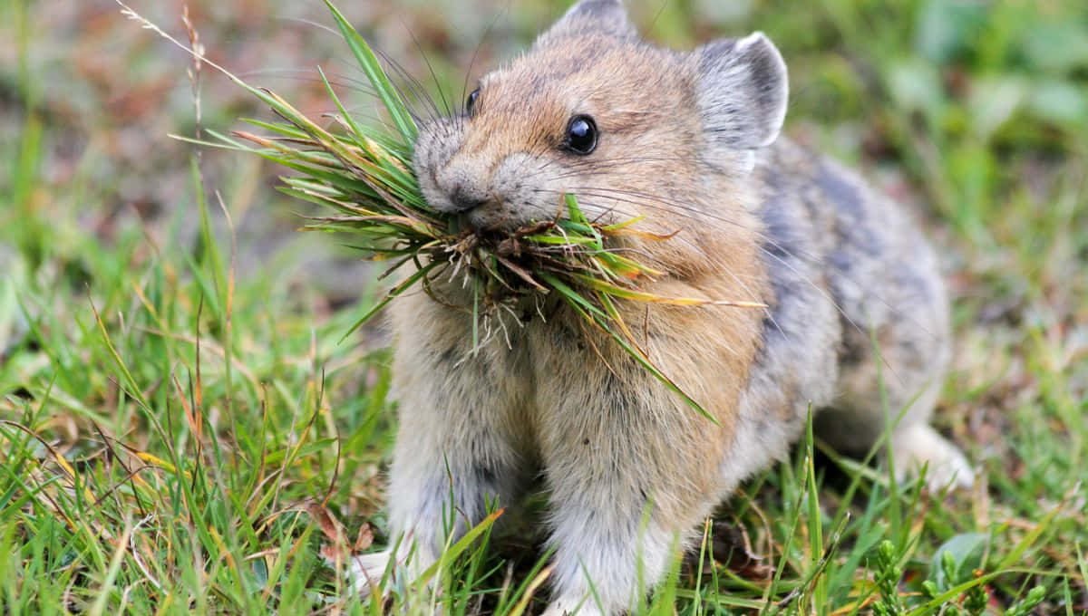 Pika, grassy field, fluffy brown and gray rodent, SD Desktop Wallpaper