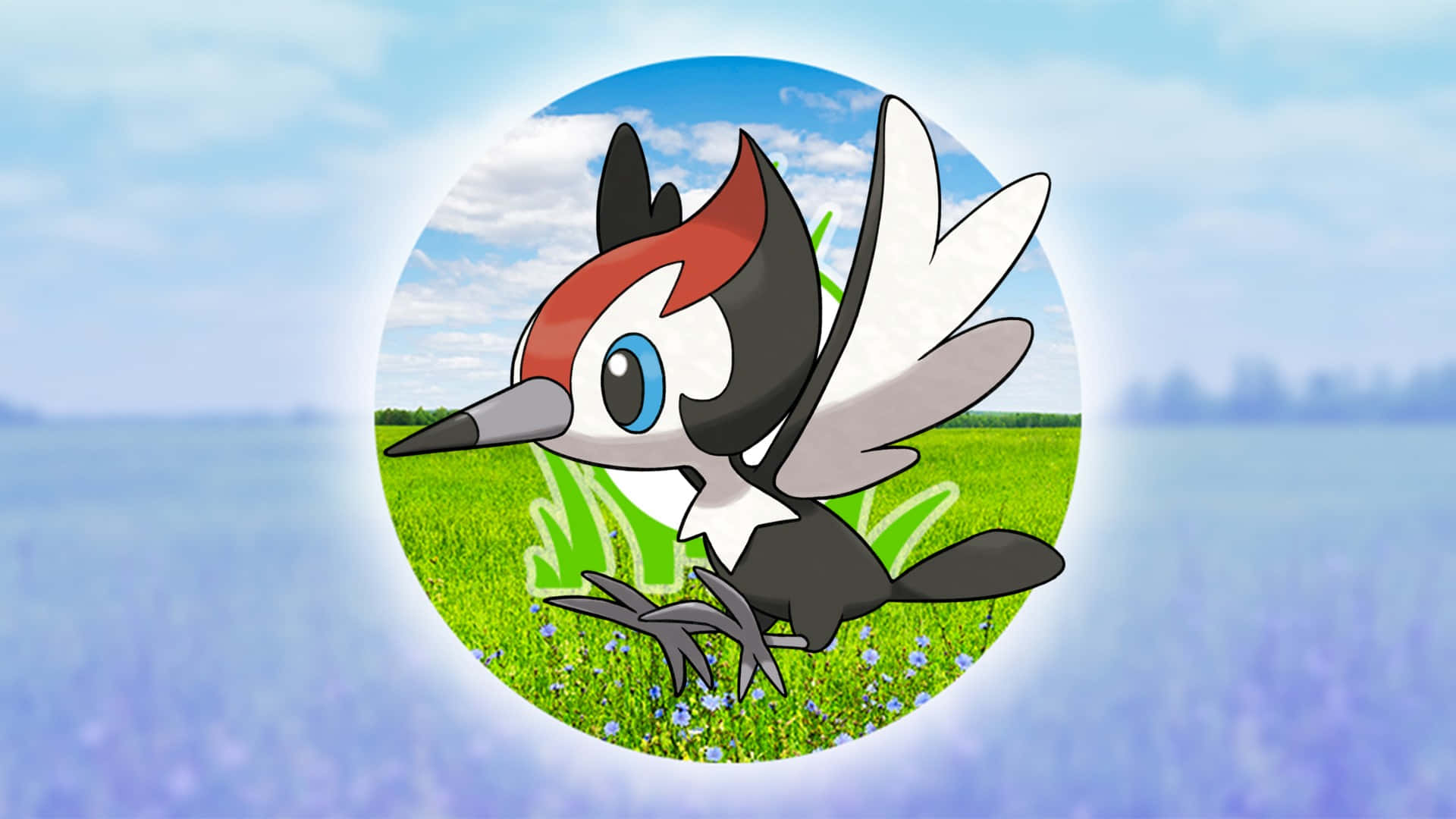 Pikipek, red black and white feathers, green field, Full HD Desktop Wallpaper