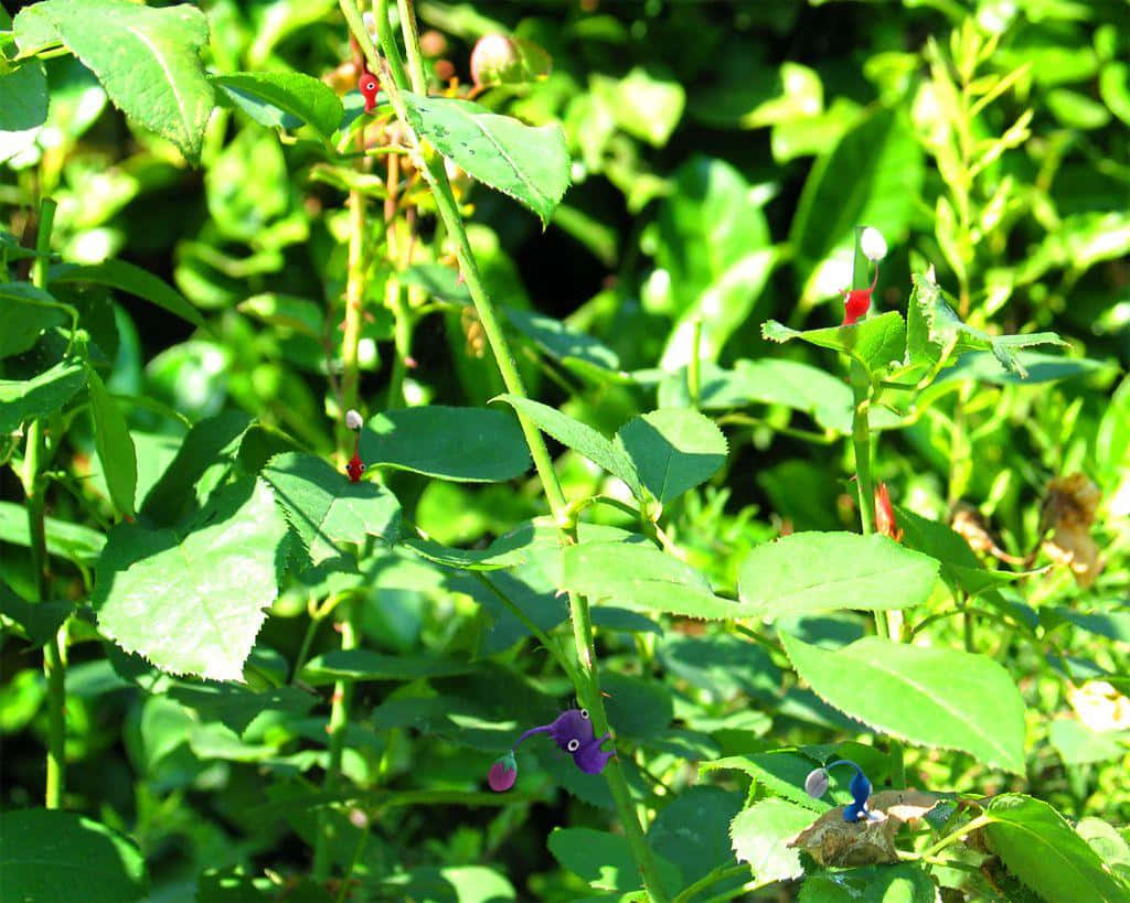 Pikmin, nature simulation, vibrant green rose stems, SD Desktop Wallpaper
