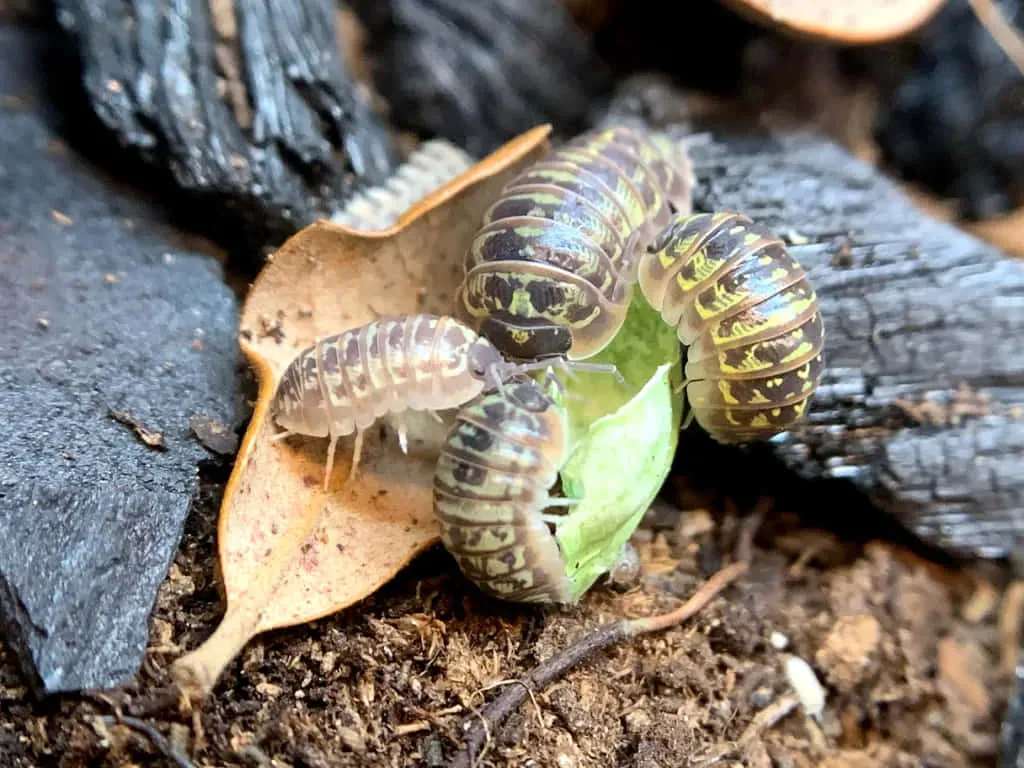 Pillbug